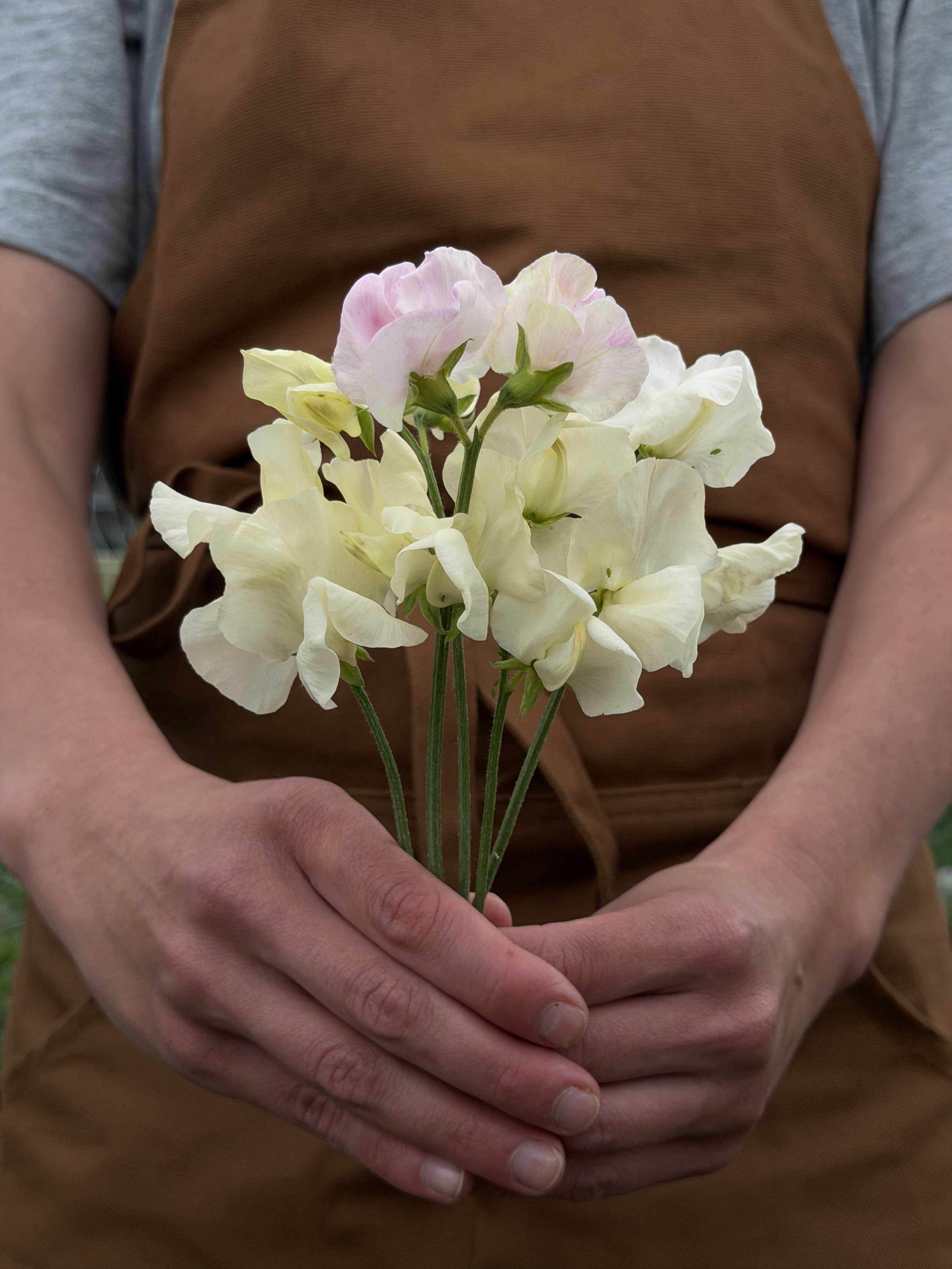 Sweet Pea Jilly - FluffyFlower