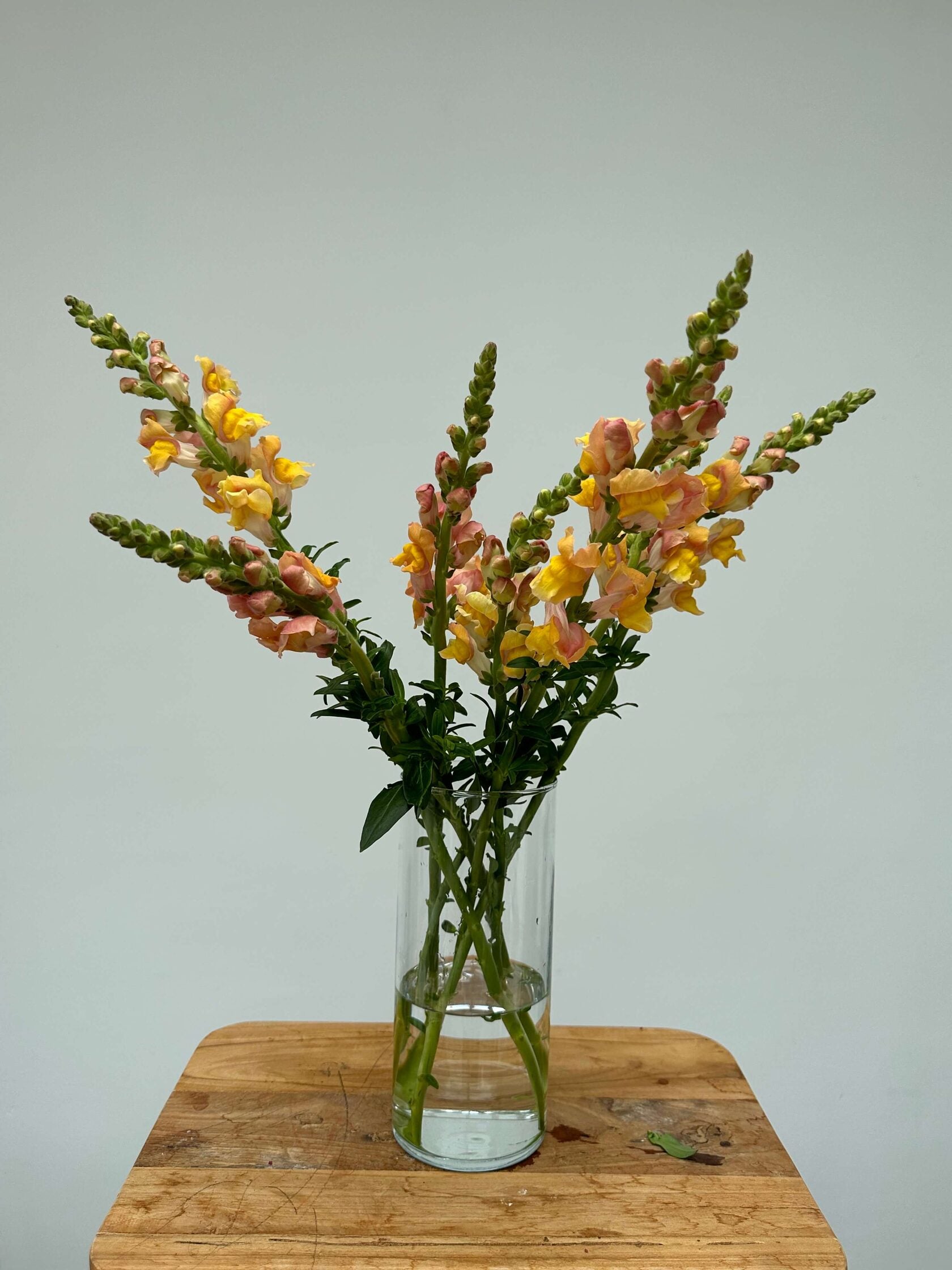 Antirrhinum Rocket F1 Bronze
