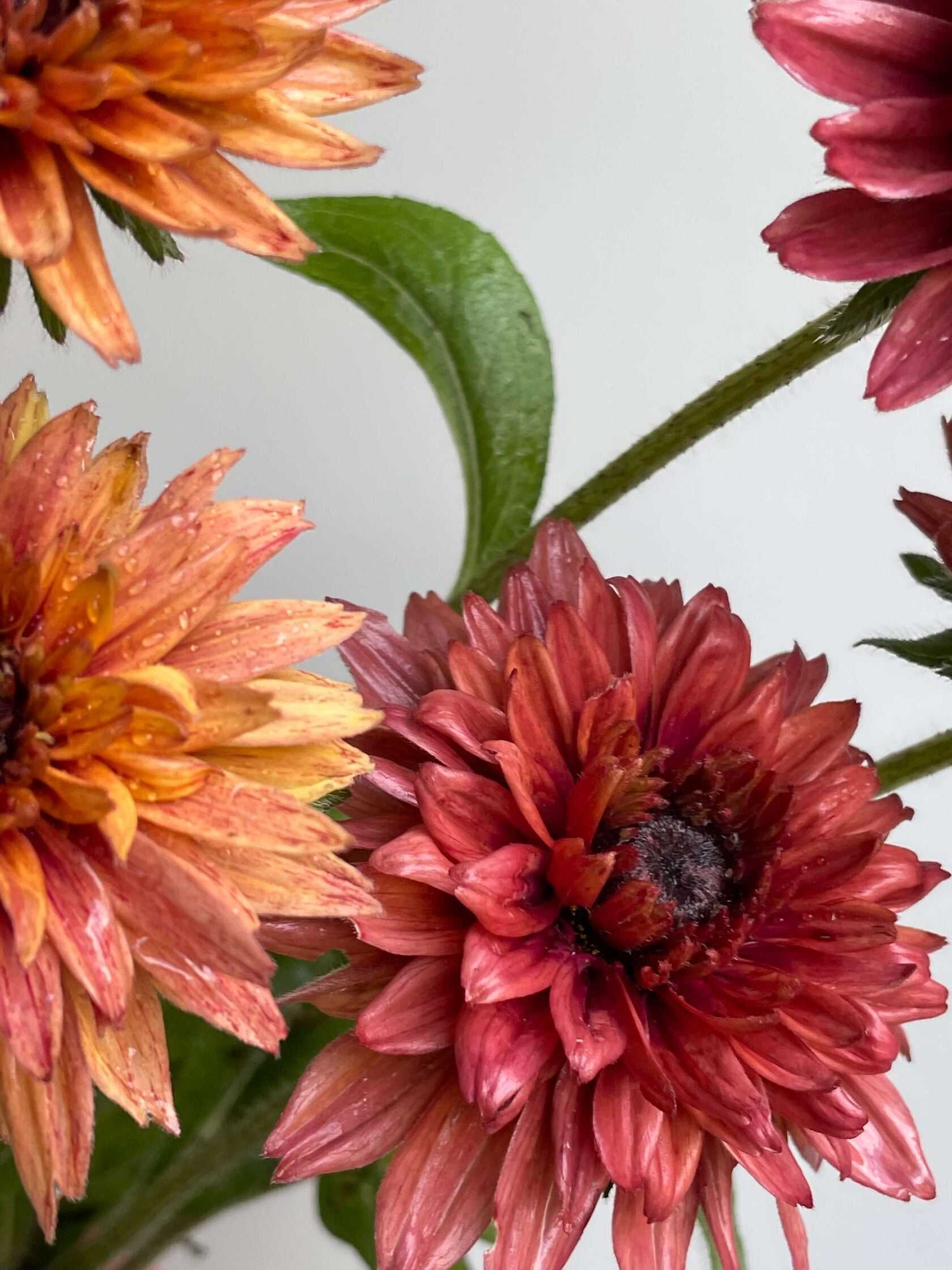 Rudbeckia Sahara