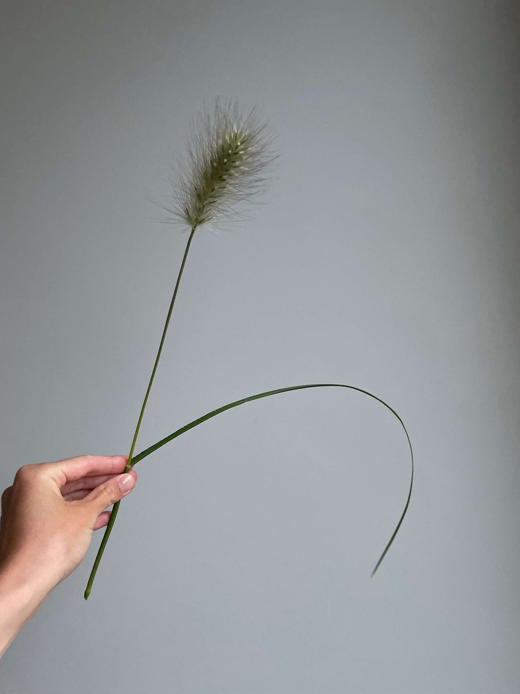 Pennisetum villosum Feathertop