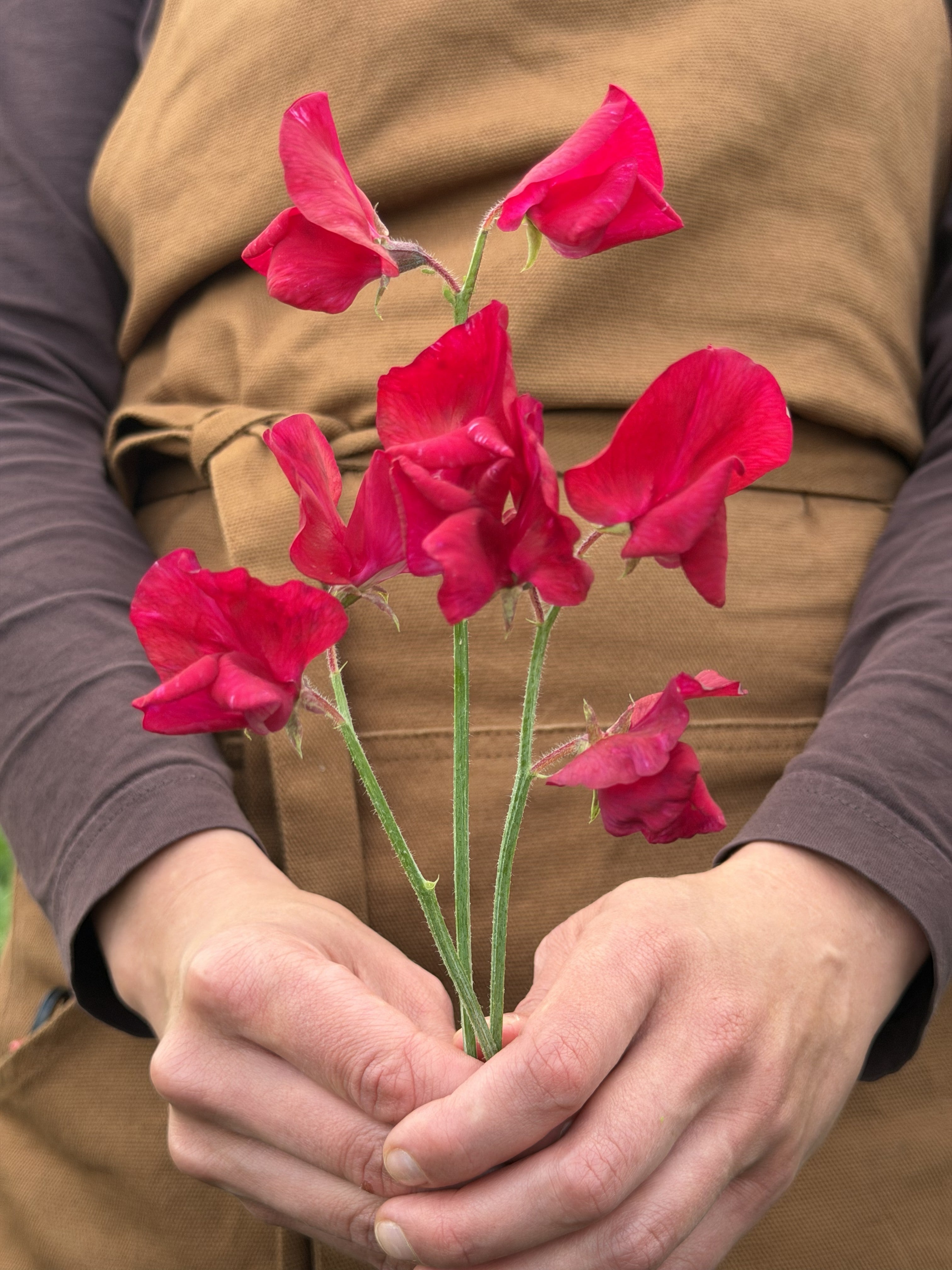 Sweet Pea Royal Crimson - FluffyFlower