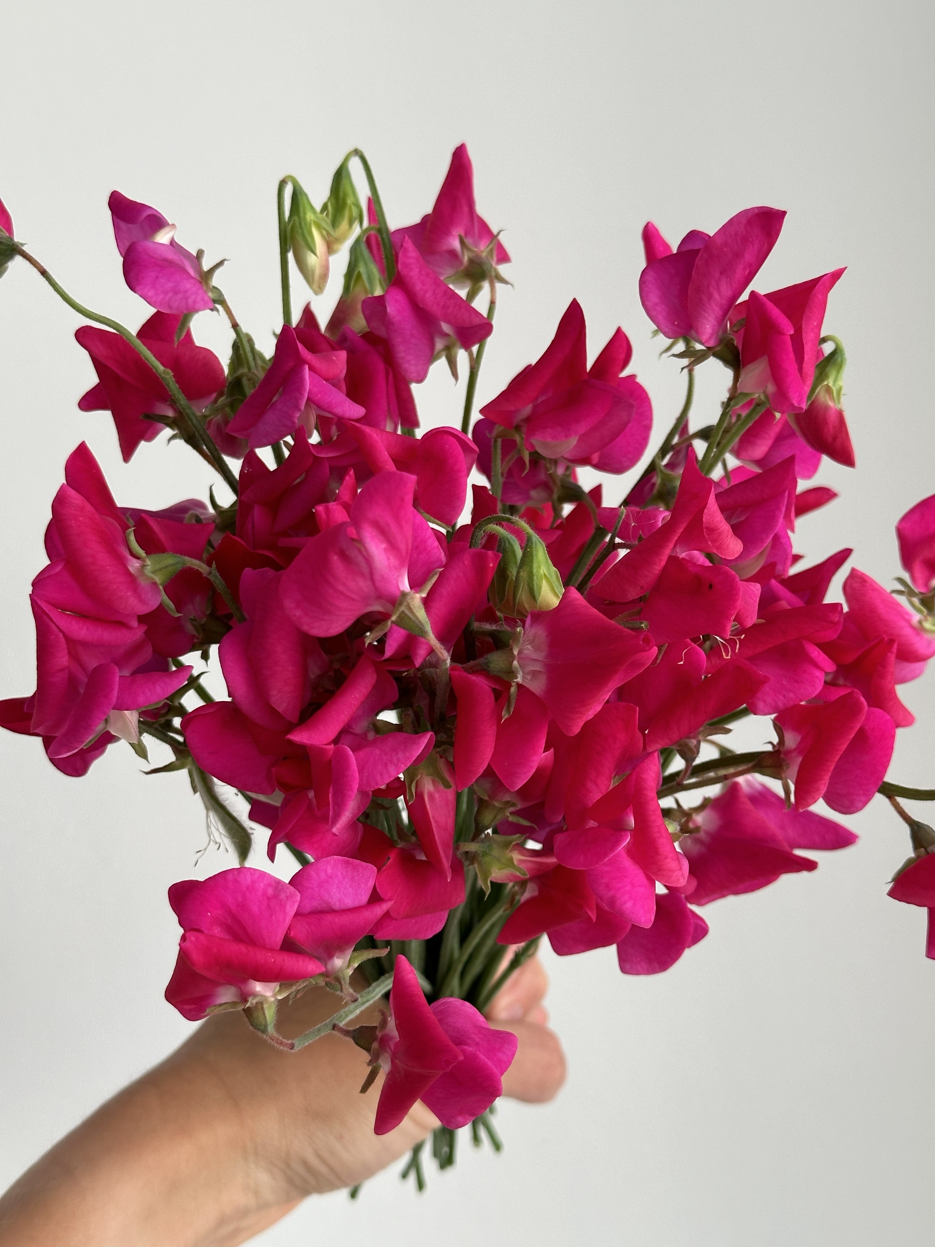 Sweet Pea Royal Crimson - FluffyFlower