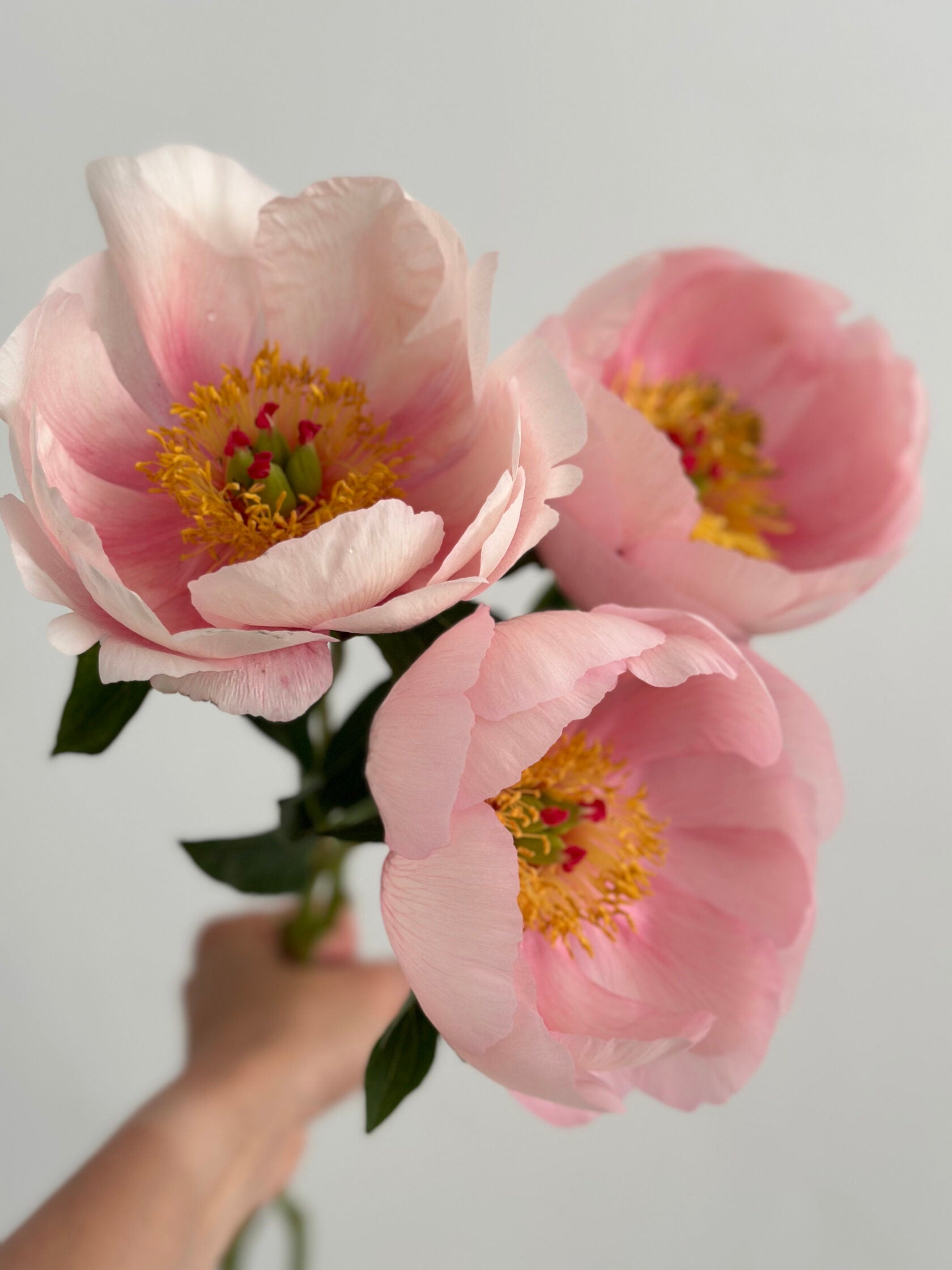 Peony Soft salmon saucer