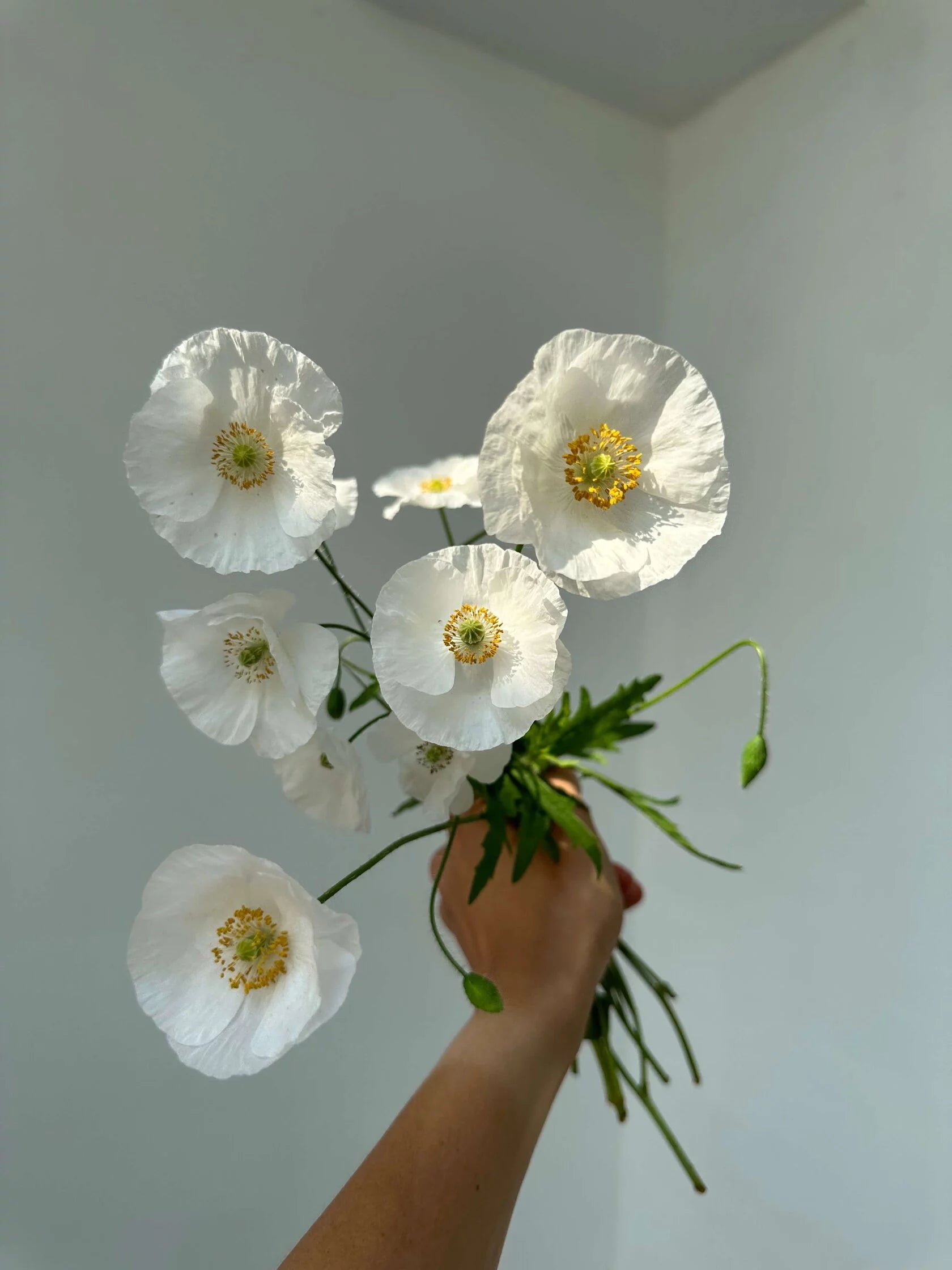 Shirley Poppy Bridal Silk