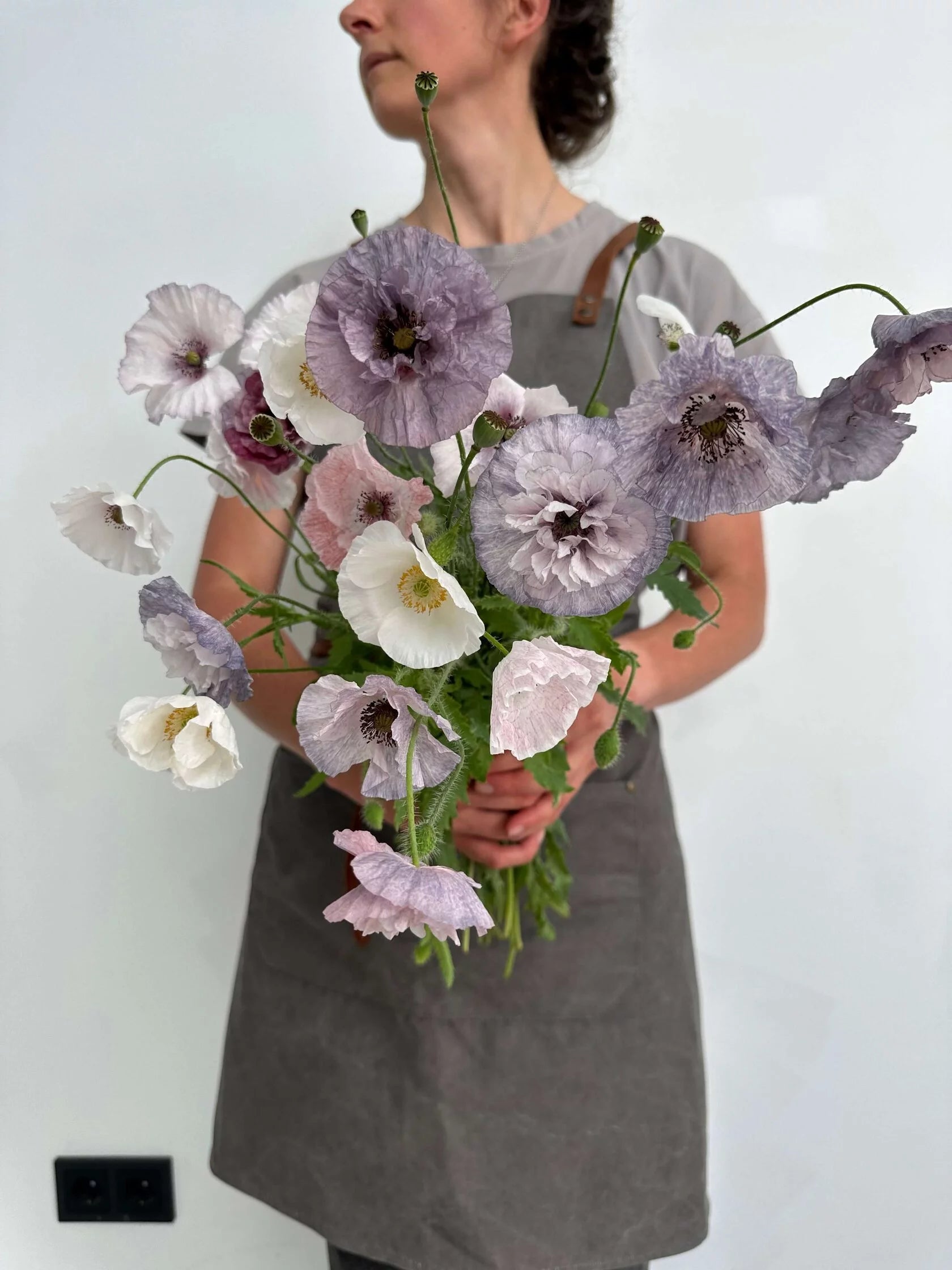 Shirley Poppy Amazing grey