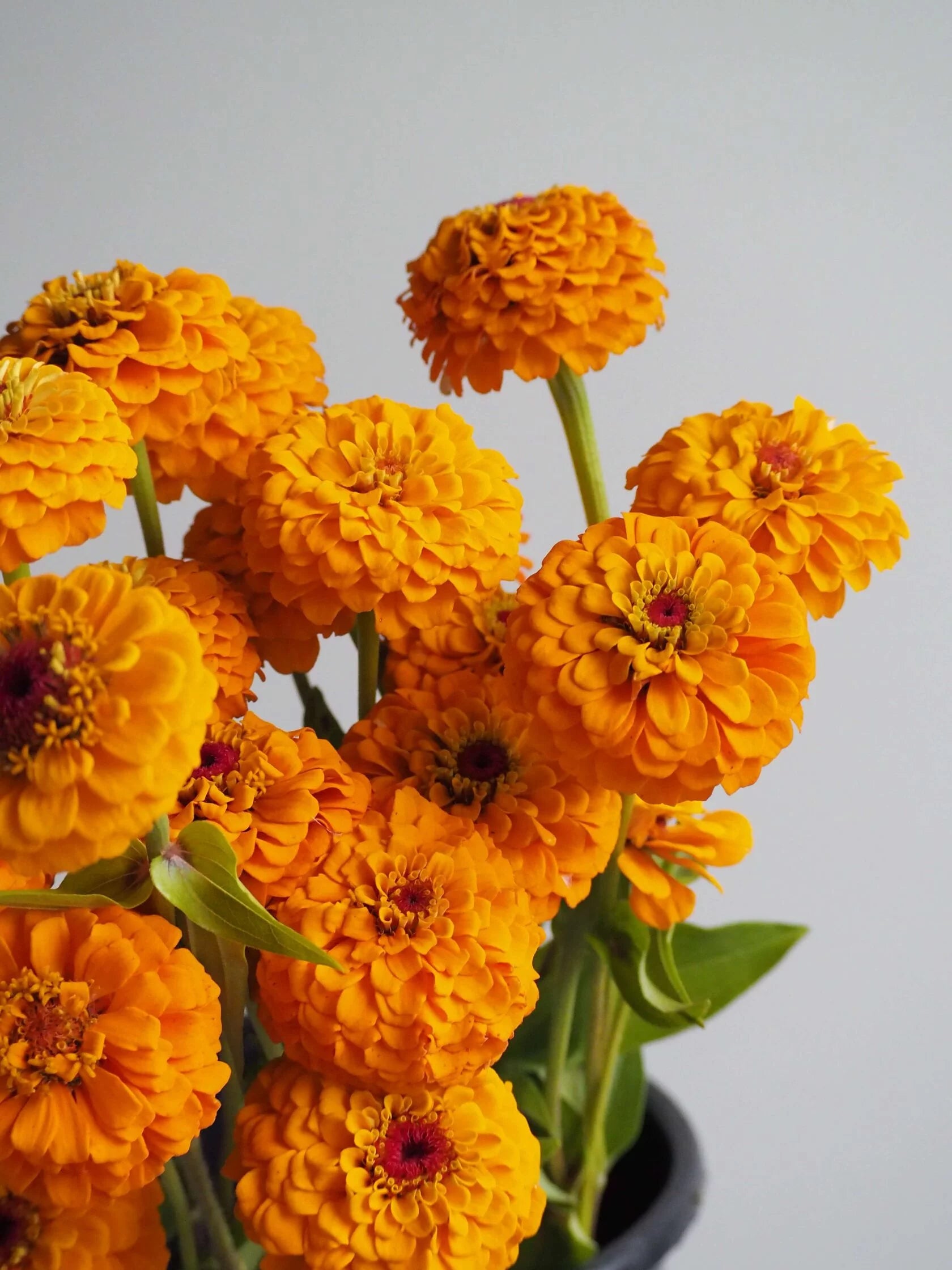 Zinnia Oklahoma Golden Yellow