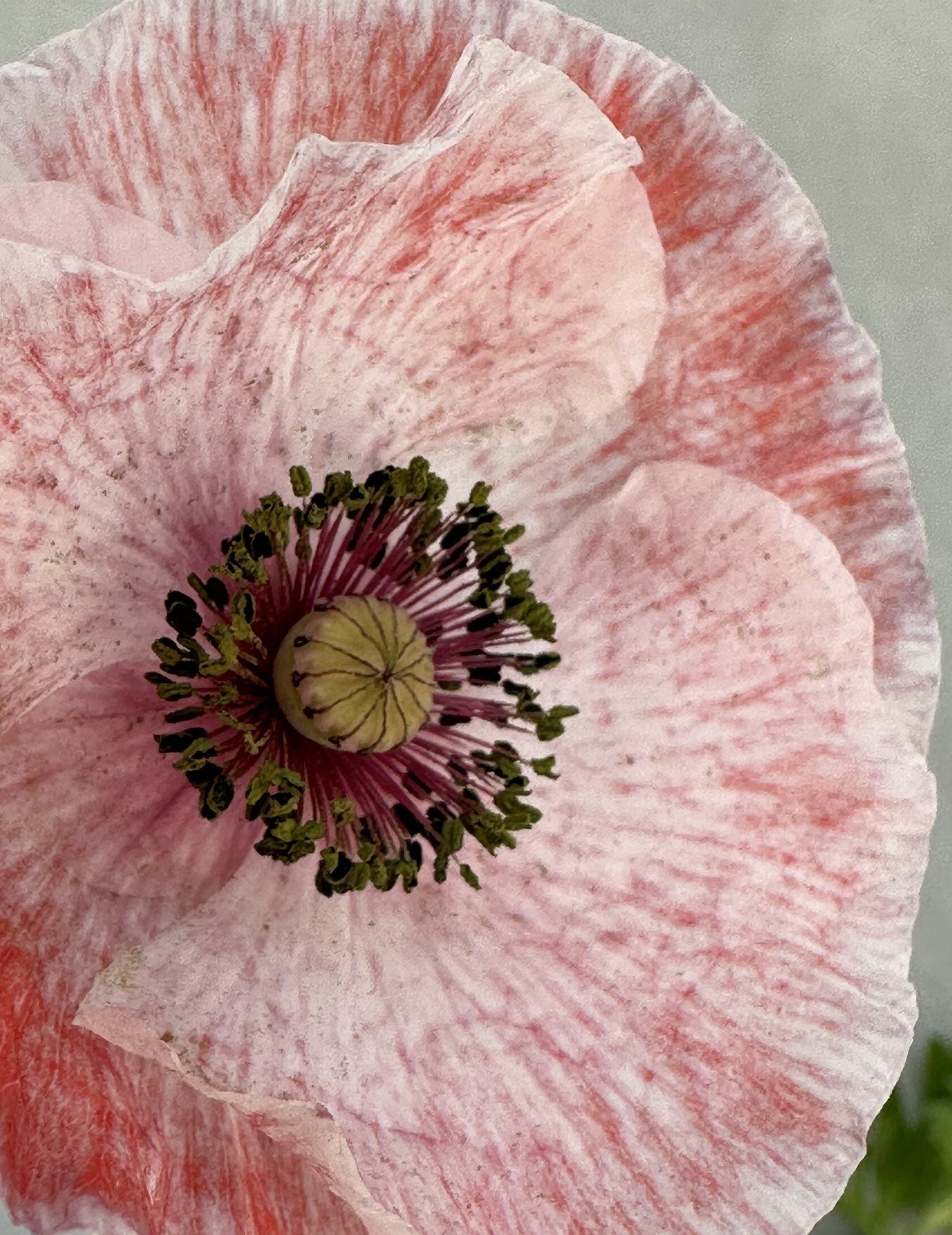 Shirley Poppy Dawn Chorus