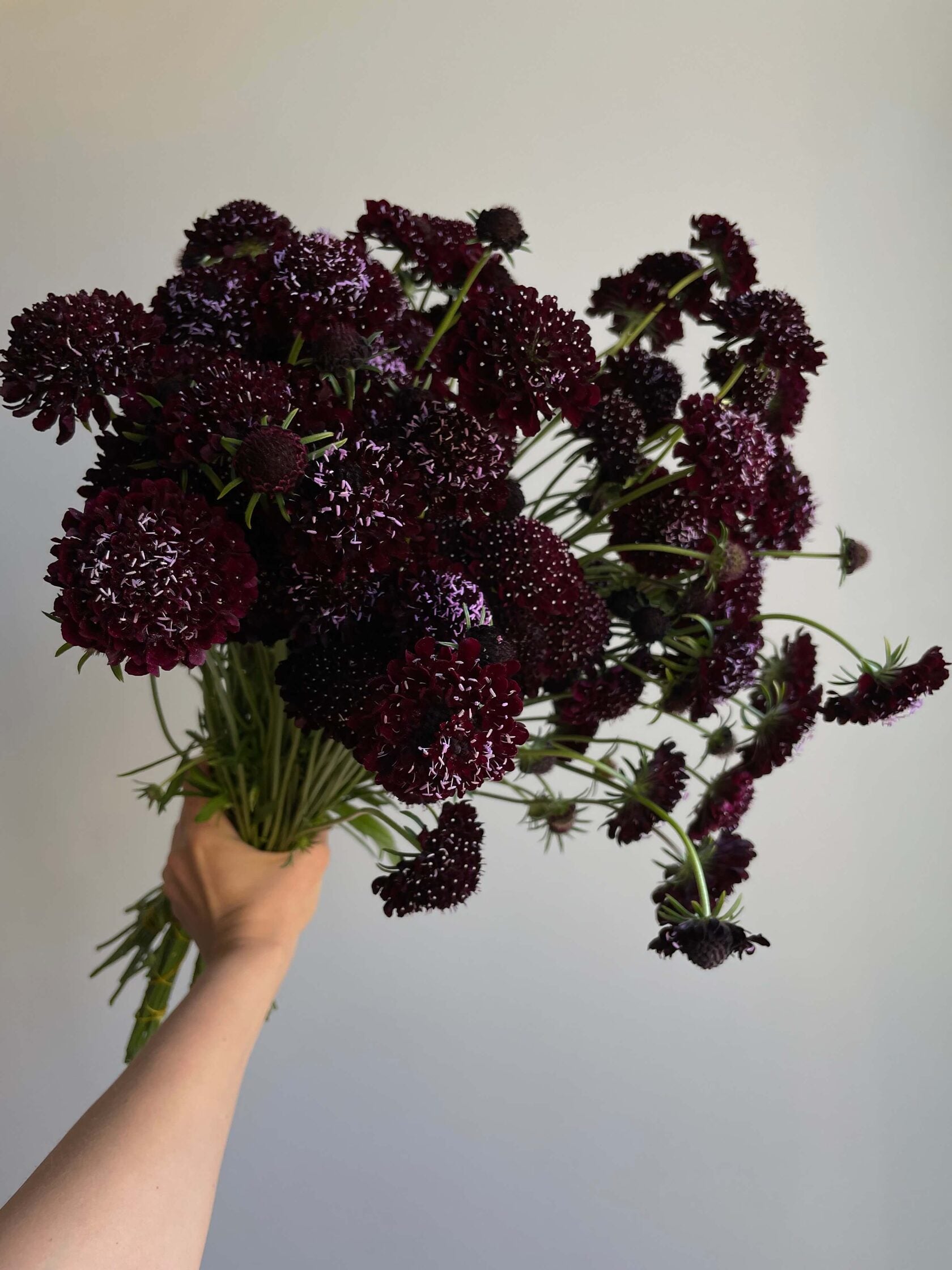 Scabiosa Black Knight