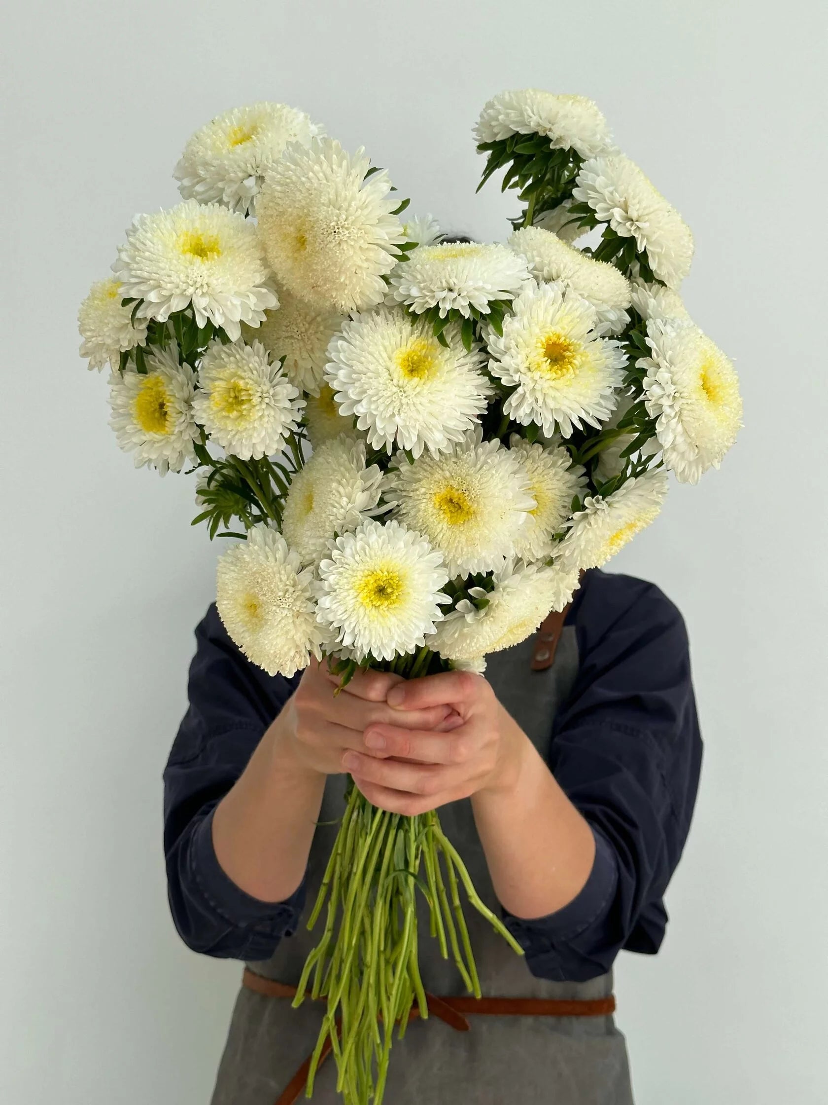 Aster Creamy White