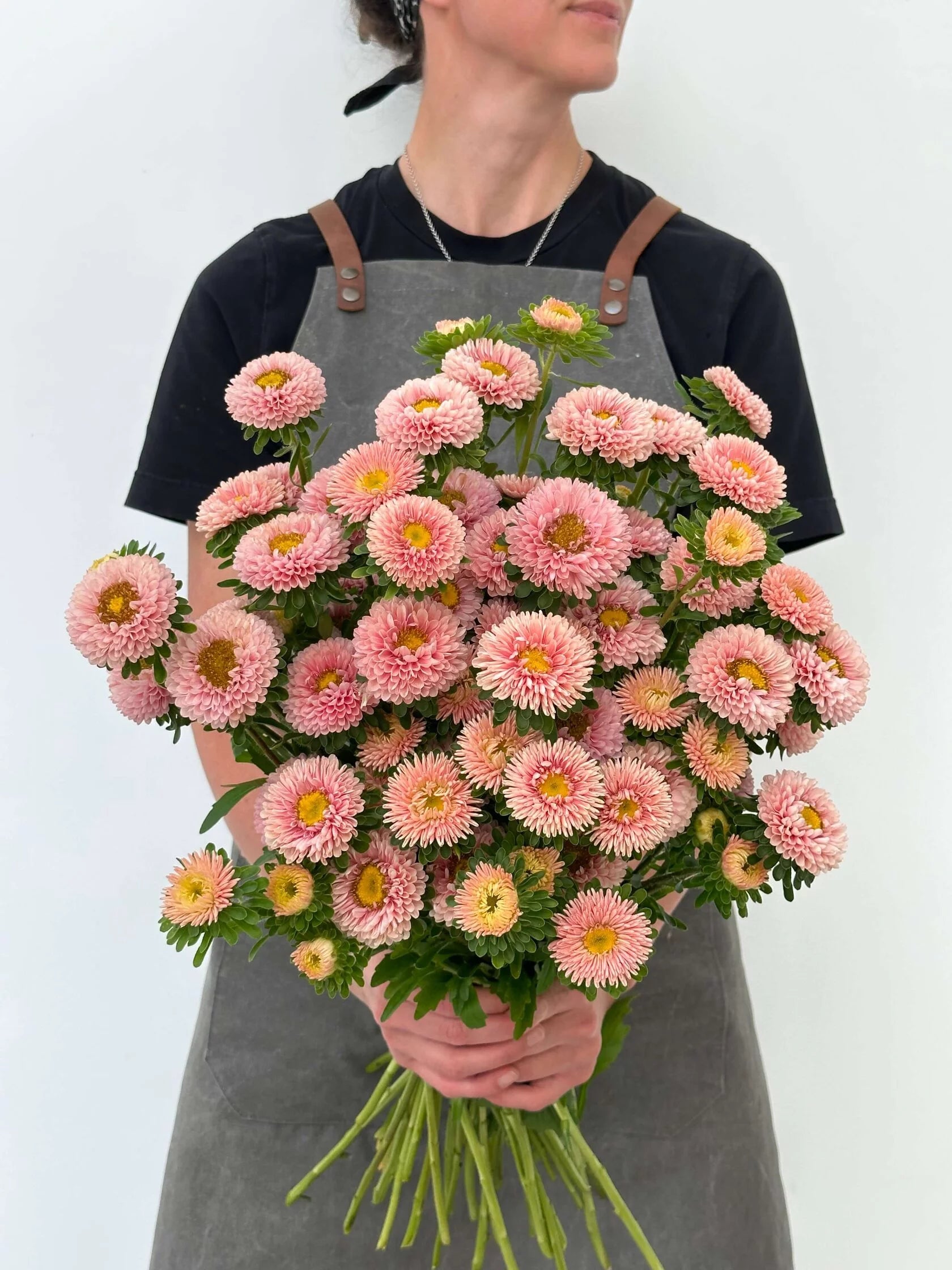 Aster Matsumoto Apricot