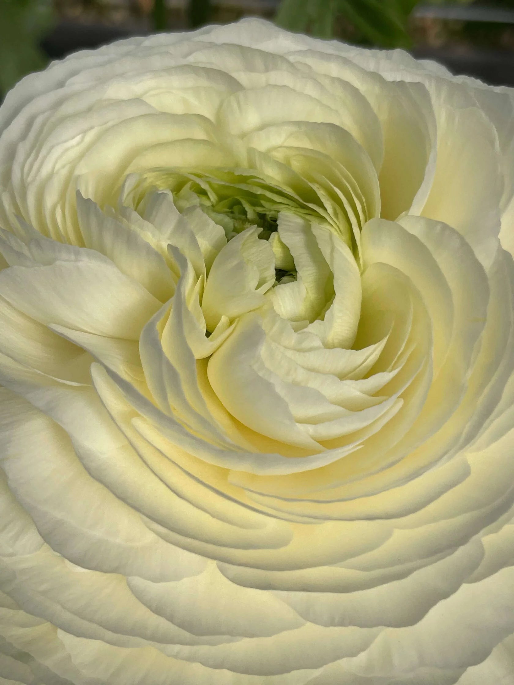 Ranunculus Crema