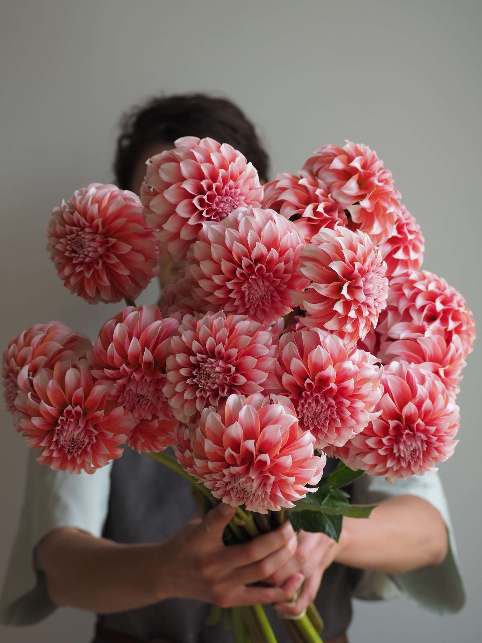 Dahlia Peaches /Fluffy flower