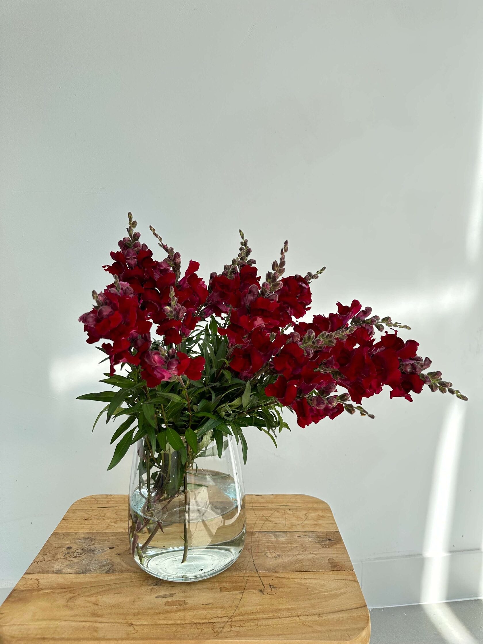 Antirrhinum Rocket F1 Red