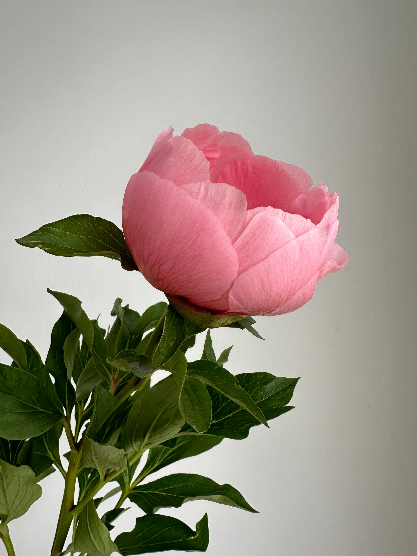 Peony Soft salmon saucer