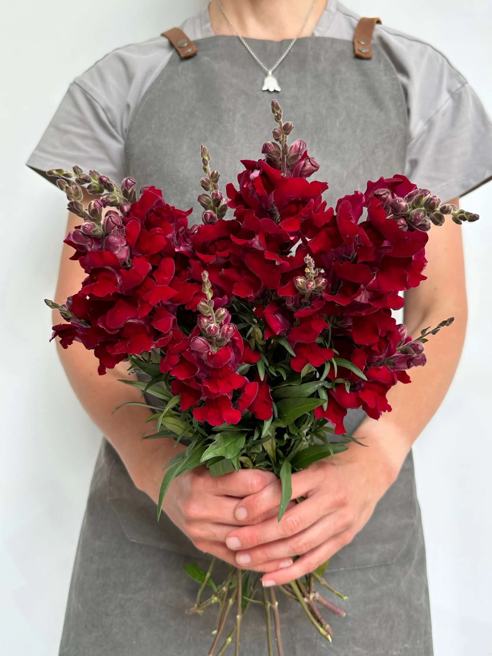 Antirrhinum Rocket F1 Red