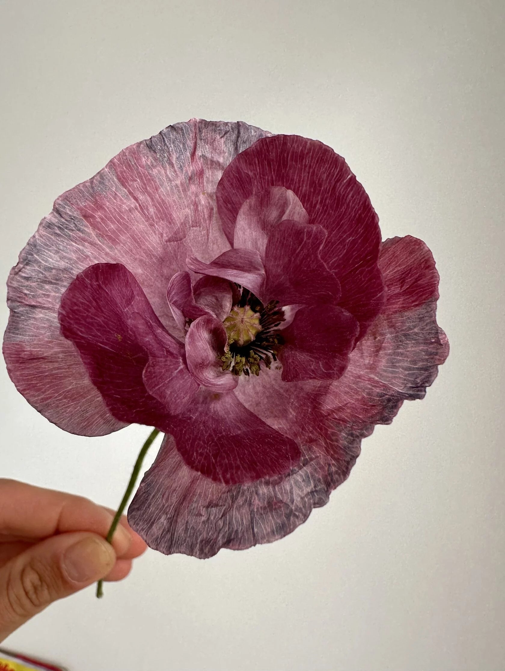 Shirley Poppy Pandora