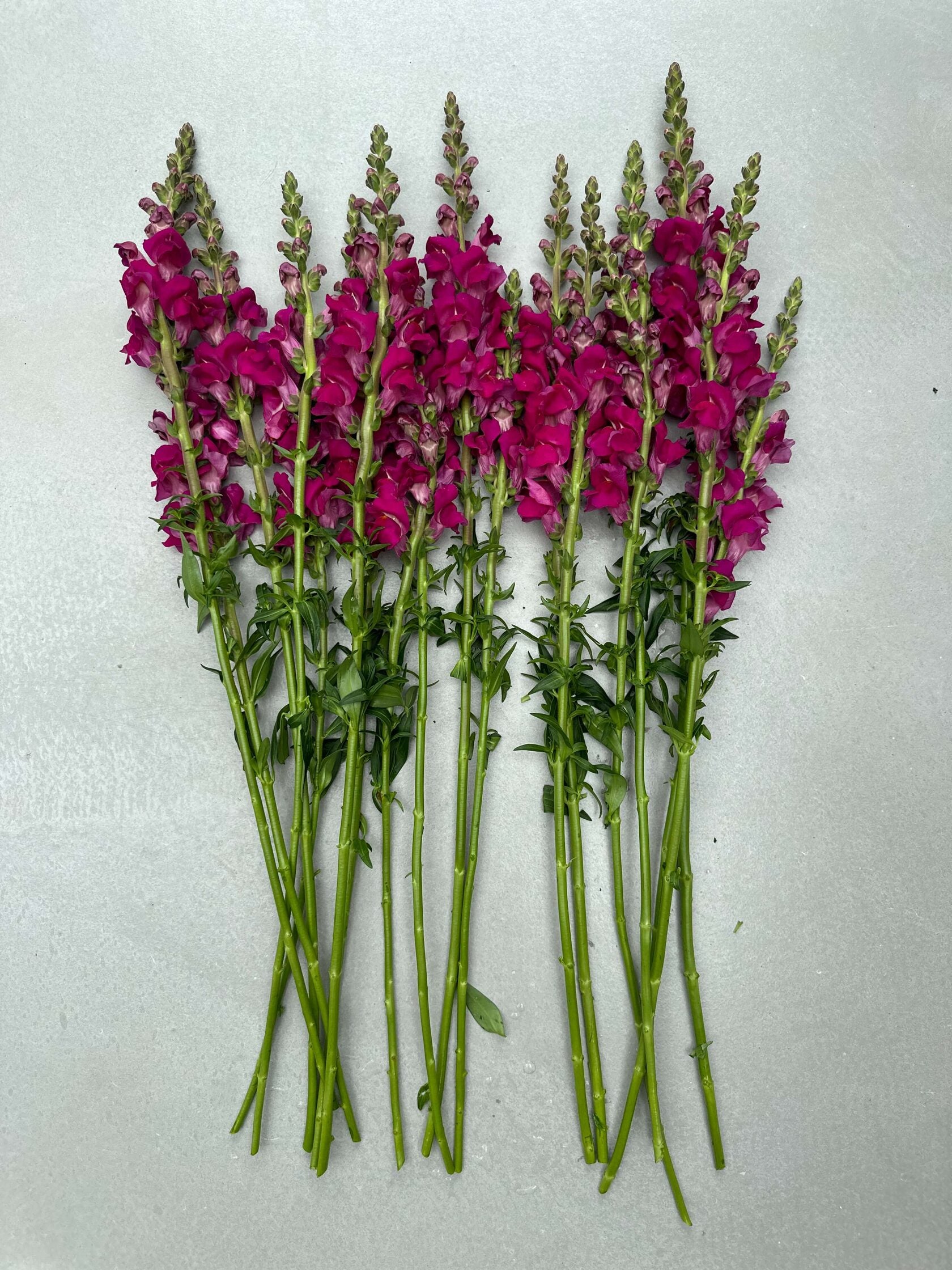 Antirrhinum Costa Summer Purple