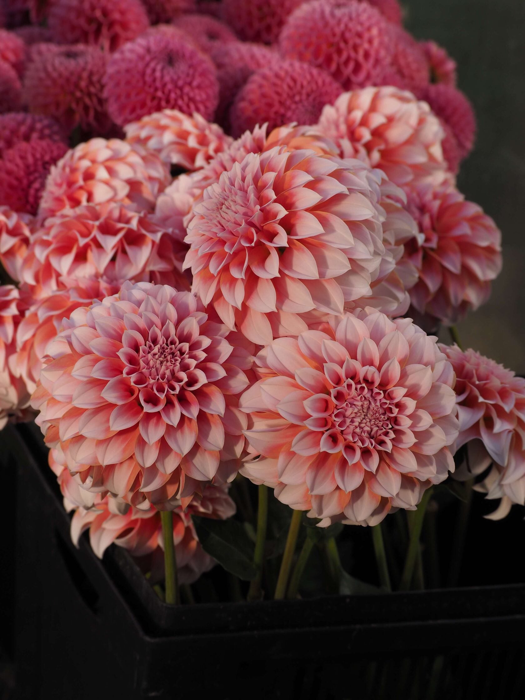 Dahlia Peaches /Fluffy flower