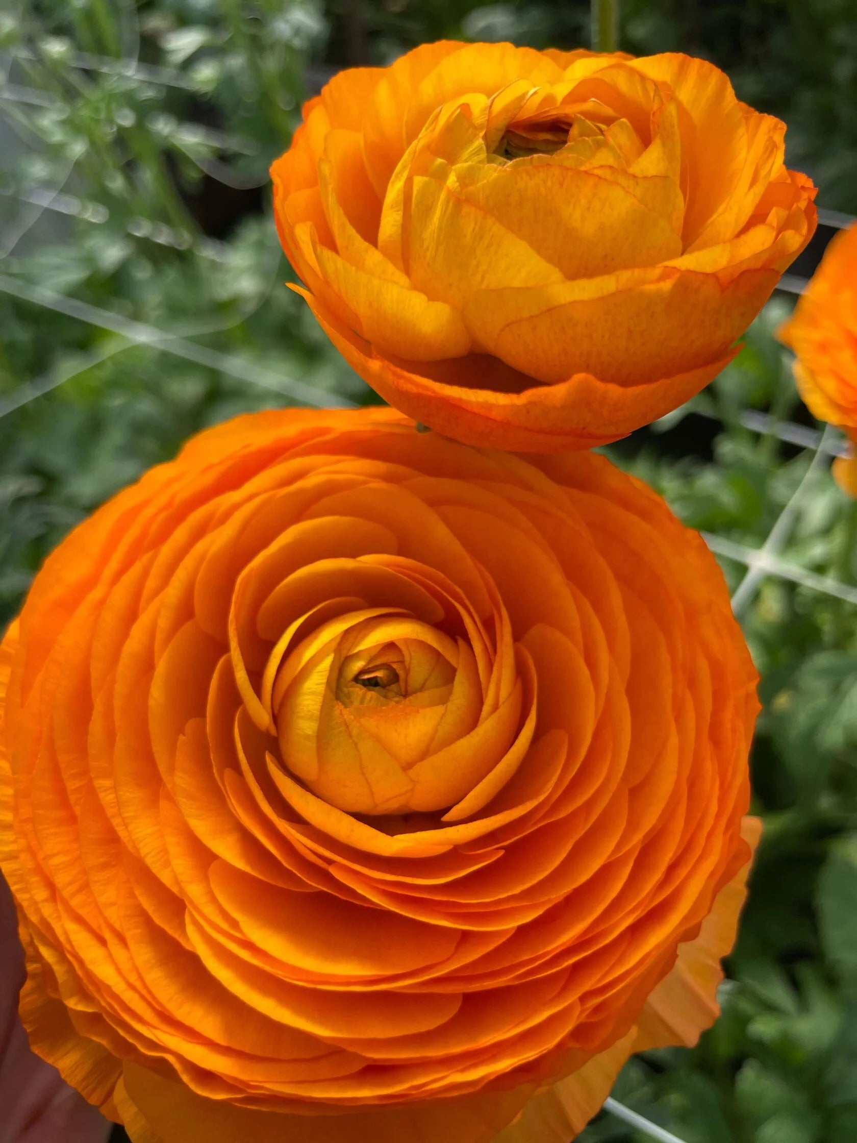 Ranunculus Clementine