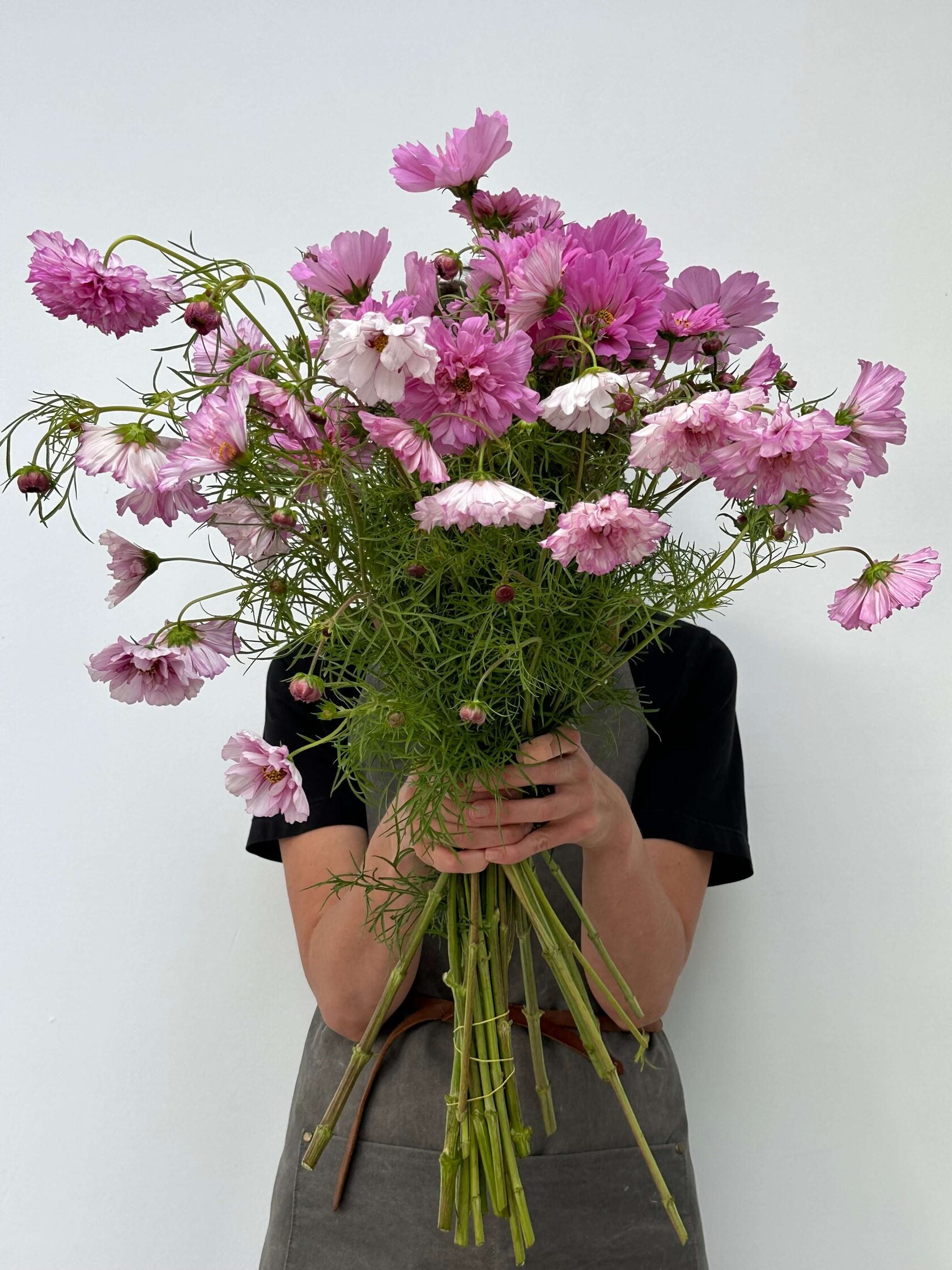 Cosmos Double Click Bicolour Rose