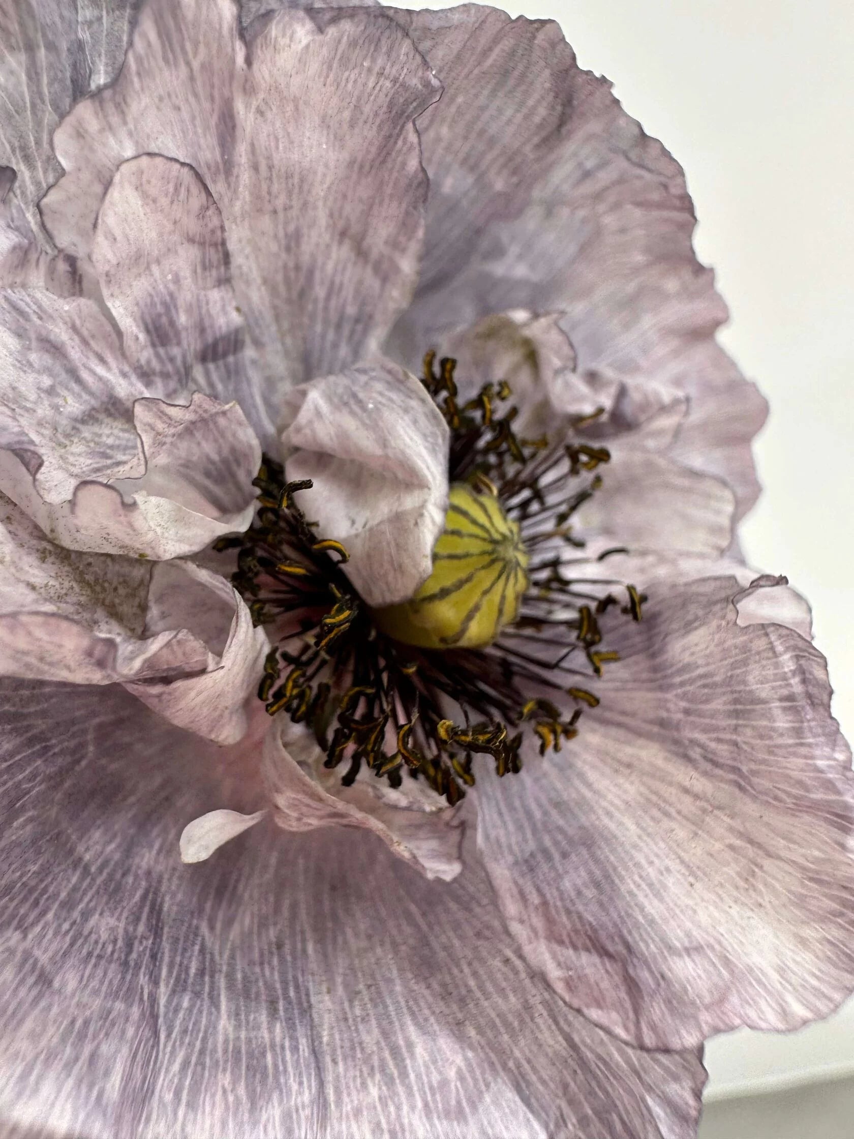 Shirley Poppy Amazing grey