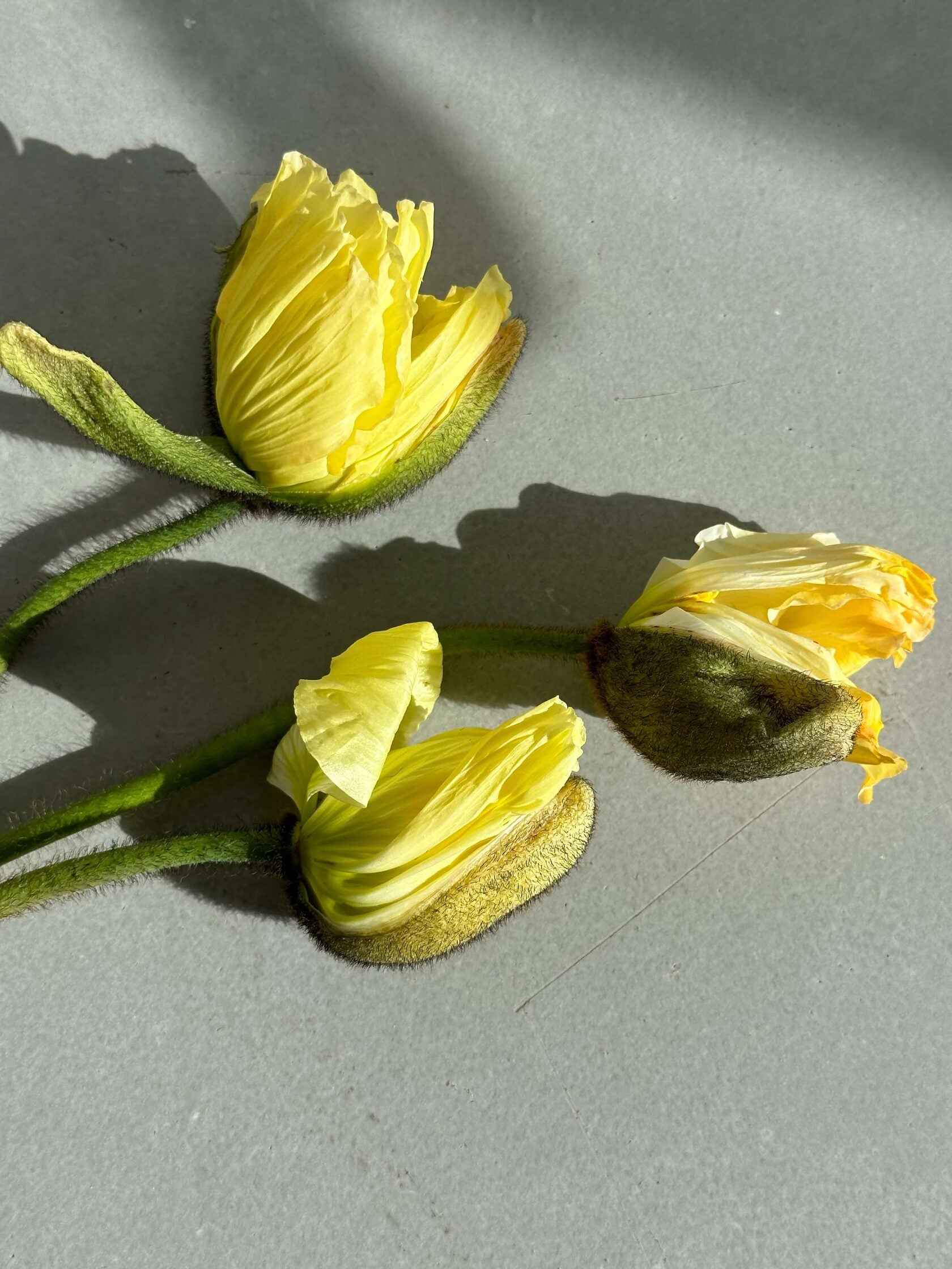 Iceland Poppy Colibri Soft Yellow