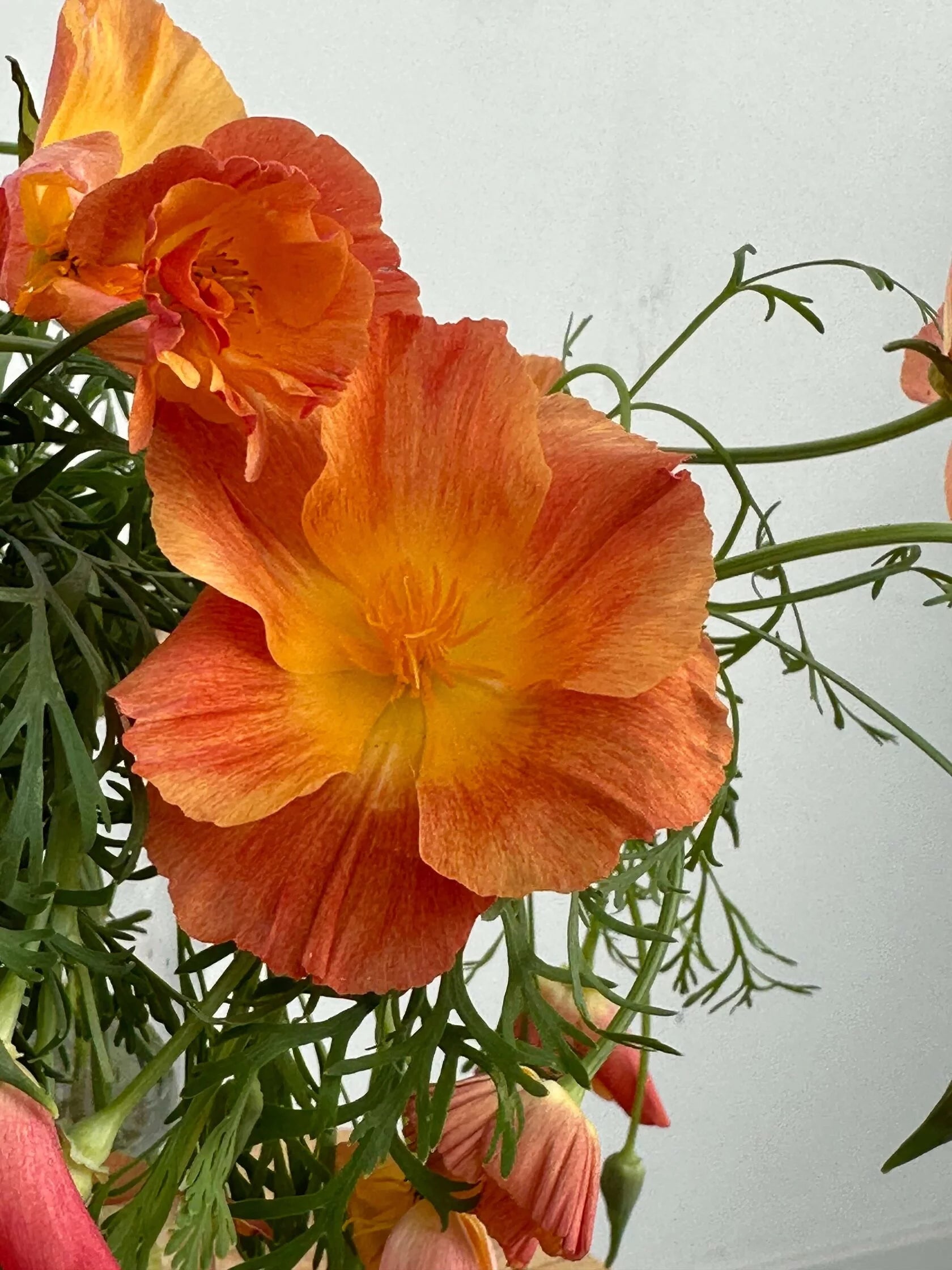 California Poppy Apricot Chiffon (Eschscholzia)