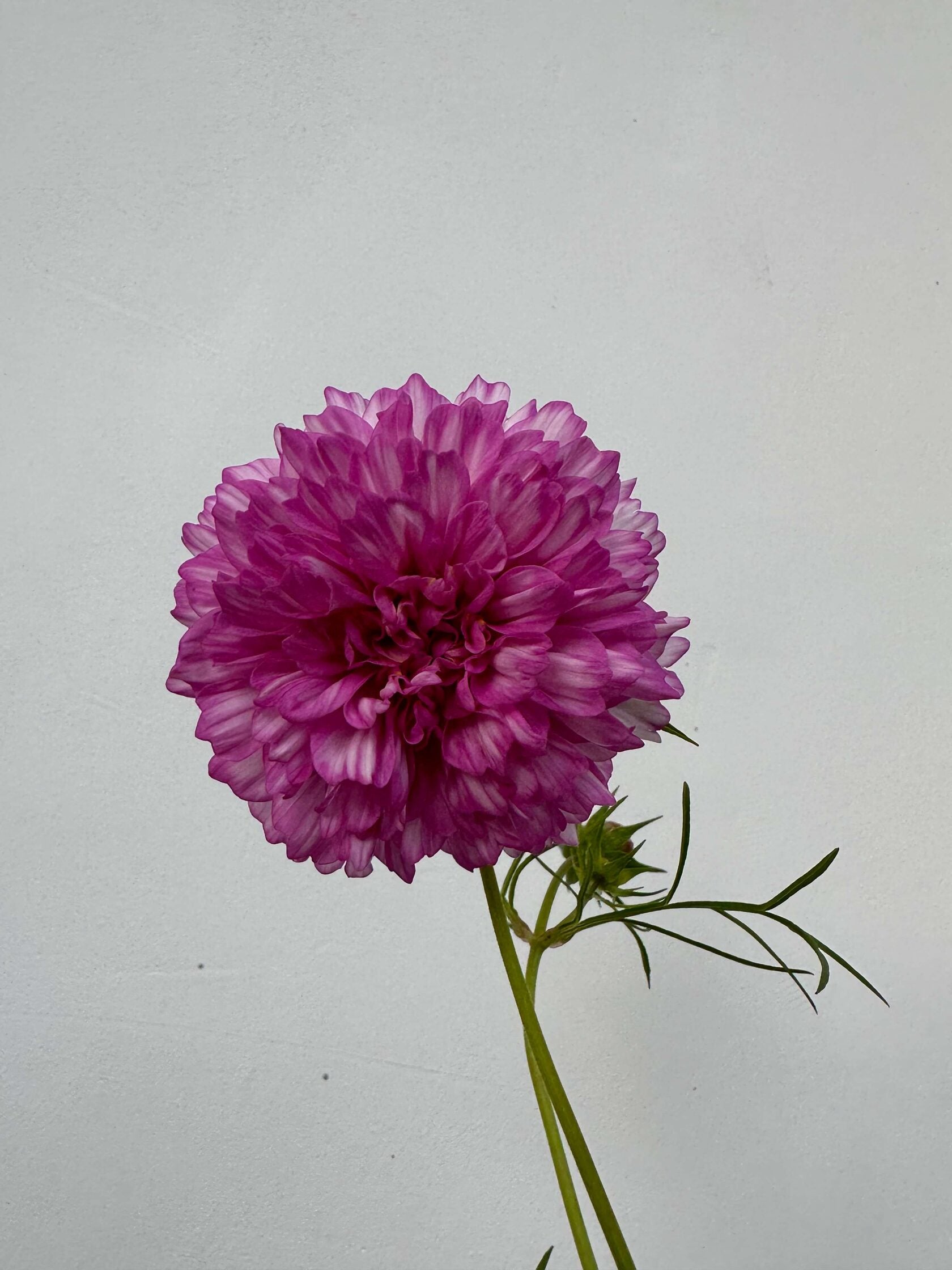 Cosmos Double Click Bicolour Rose
