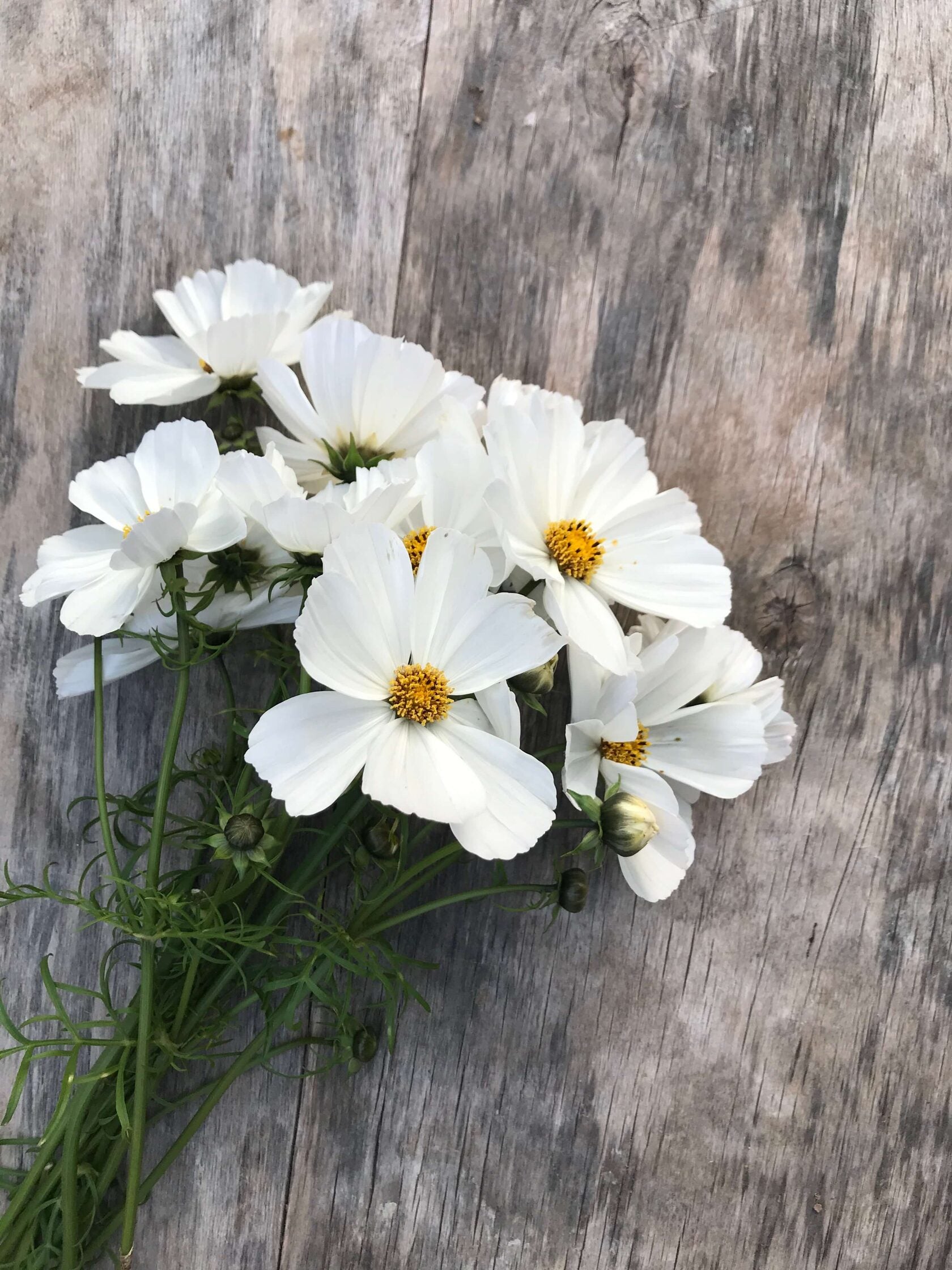 Cosmos Afternoon white