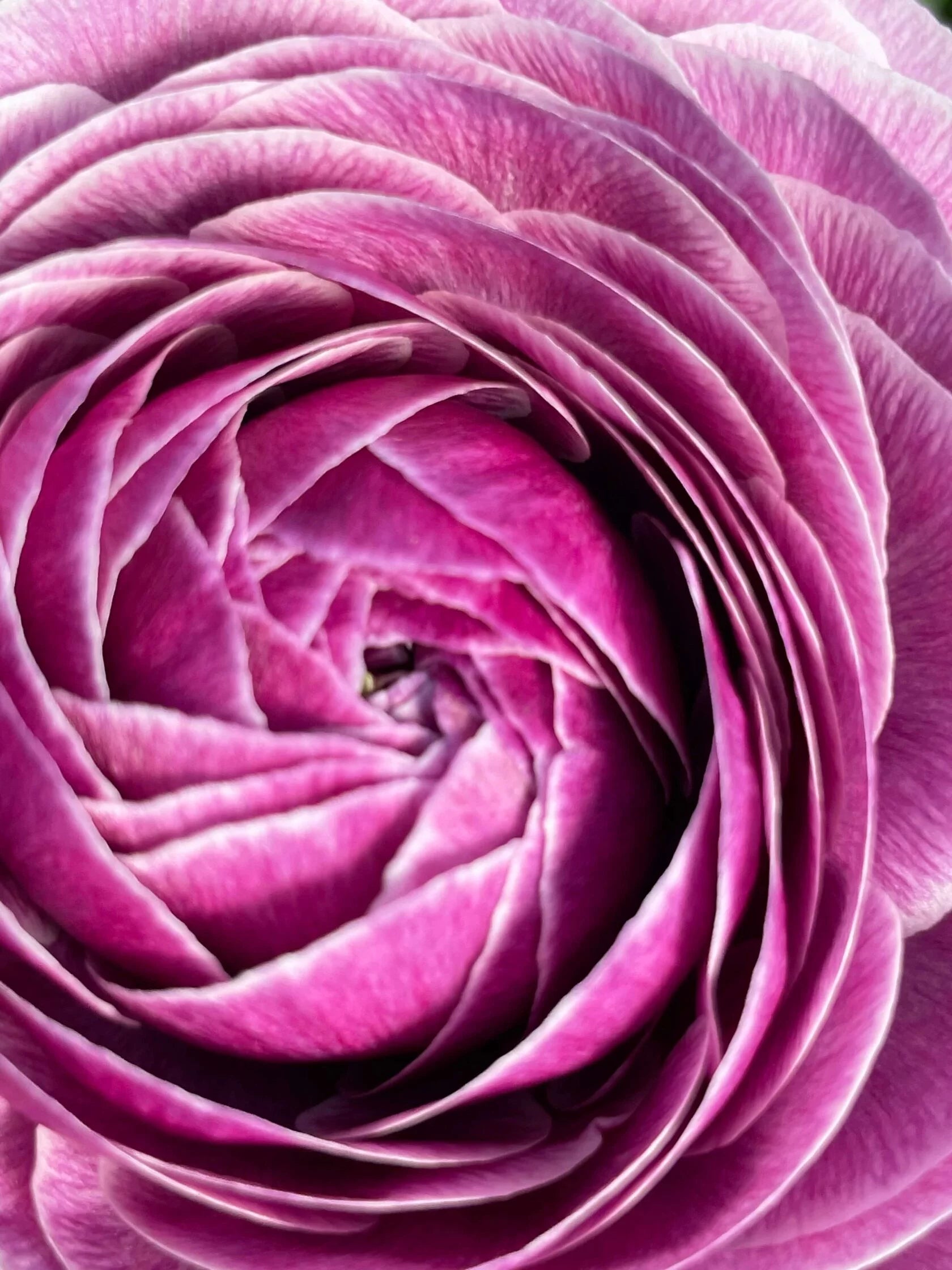 Ranunculus Viola