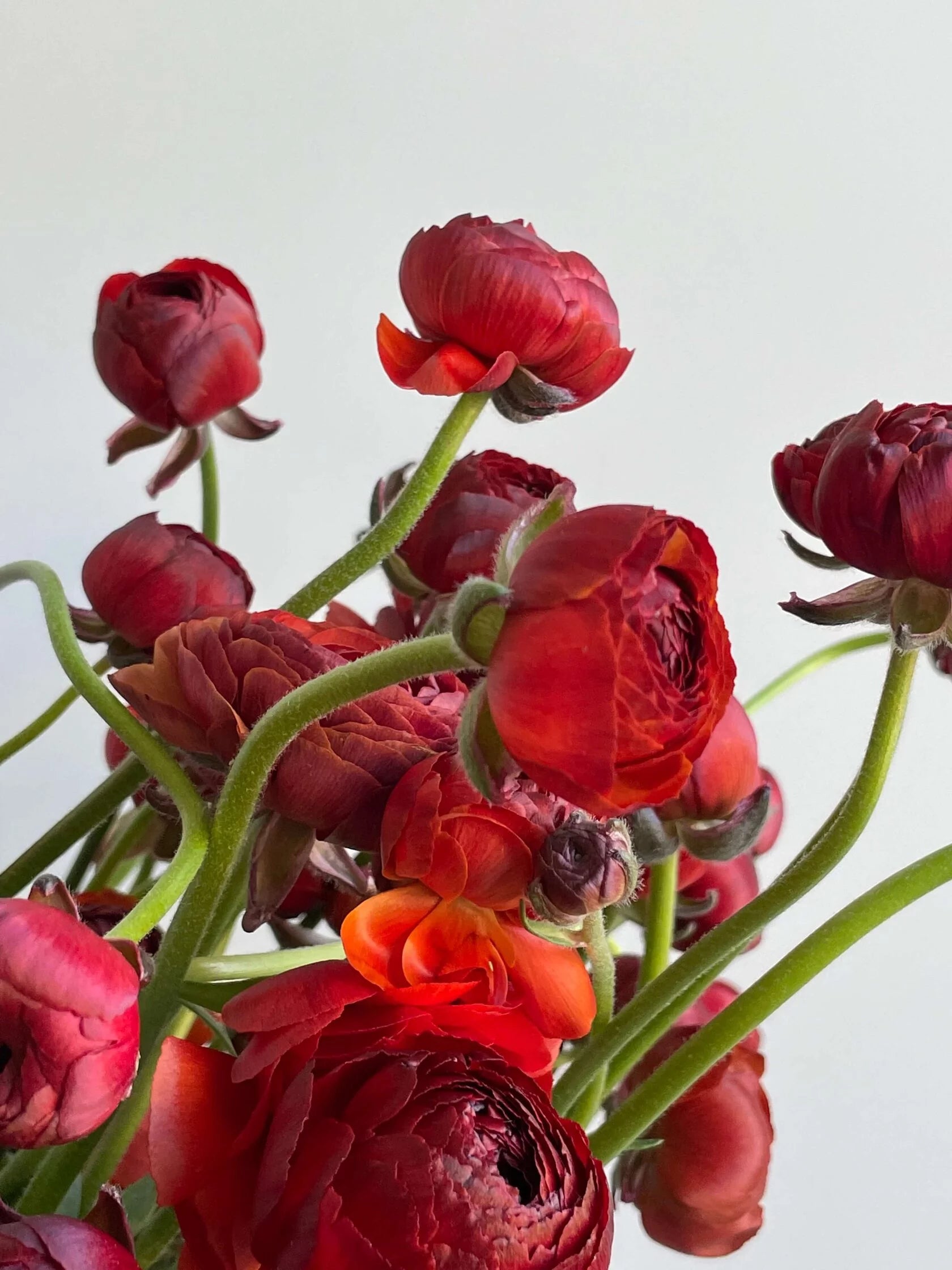 Ranunculus Cioccolato