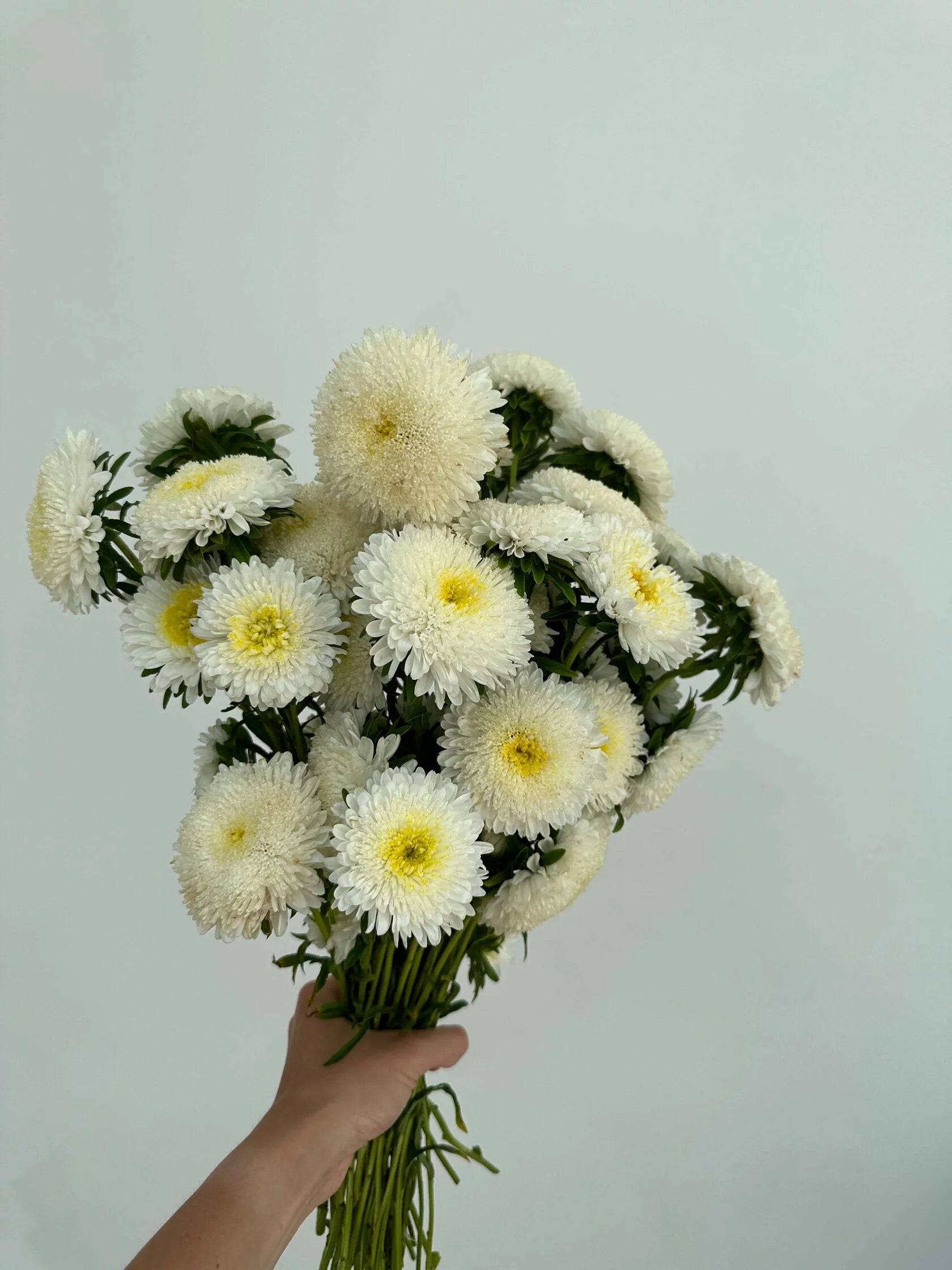 Aster Creamy White