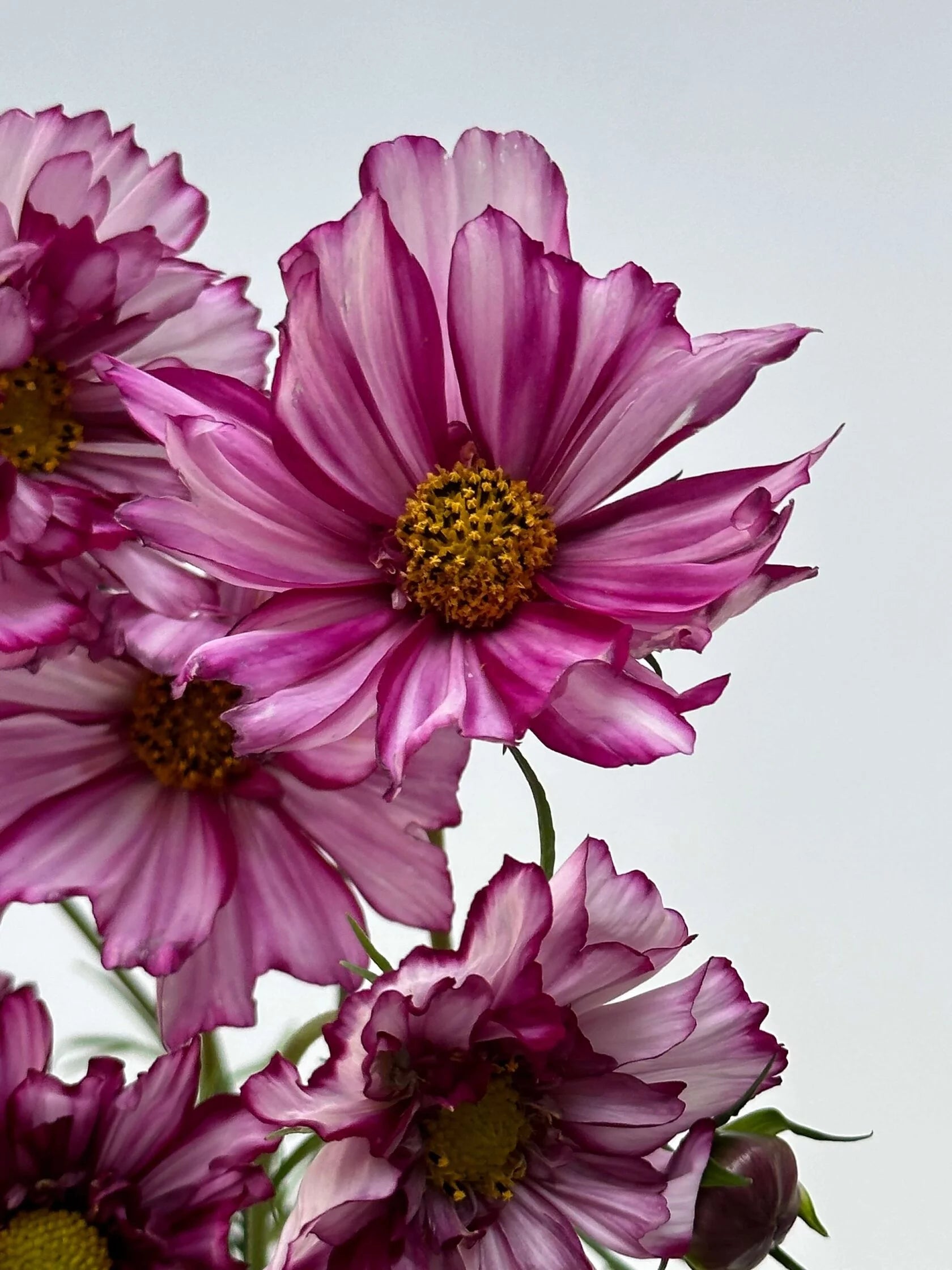 Cosmos Double Click Violet Bicolour