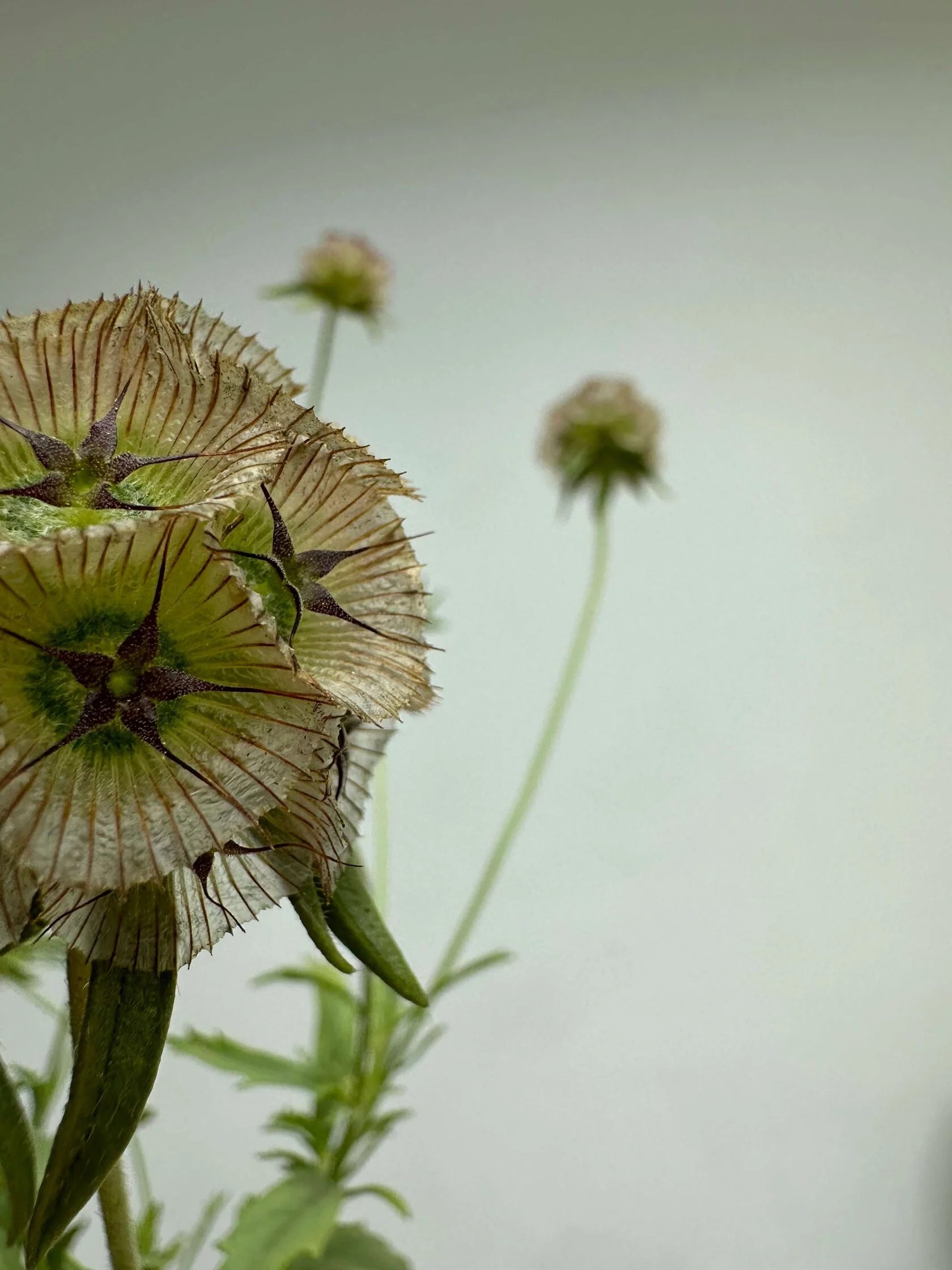 Scabiosa Stellata Satellite