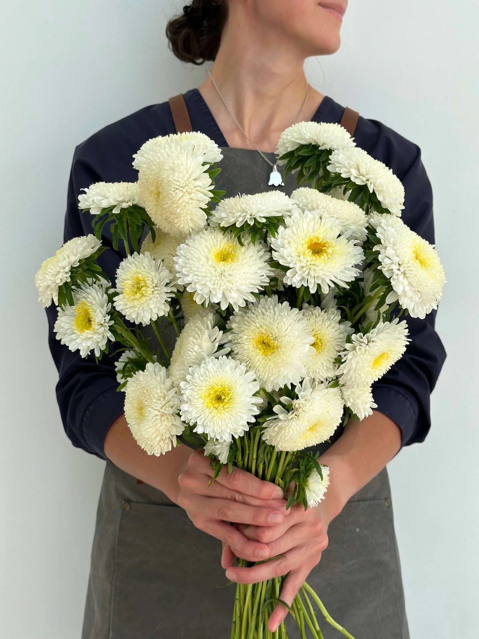 Aster Creamy White