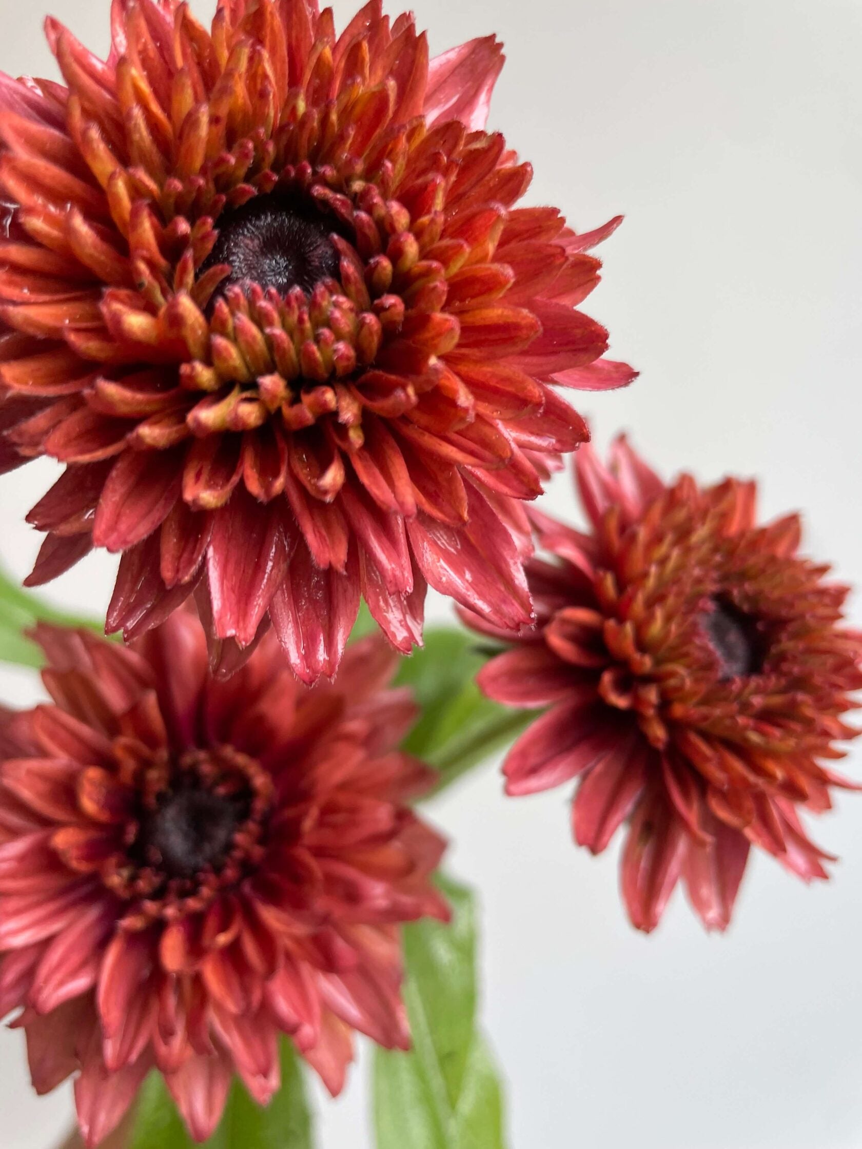 Rudbeckia Sahara