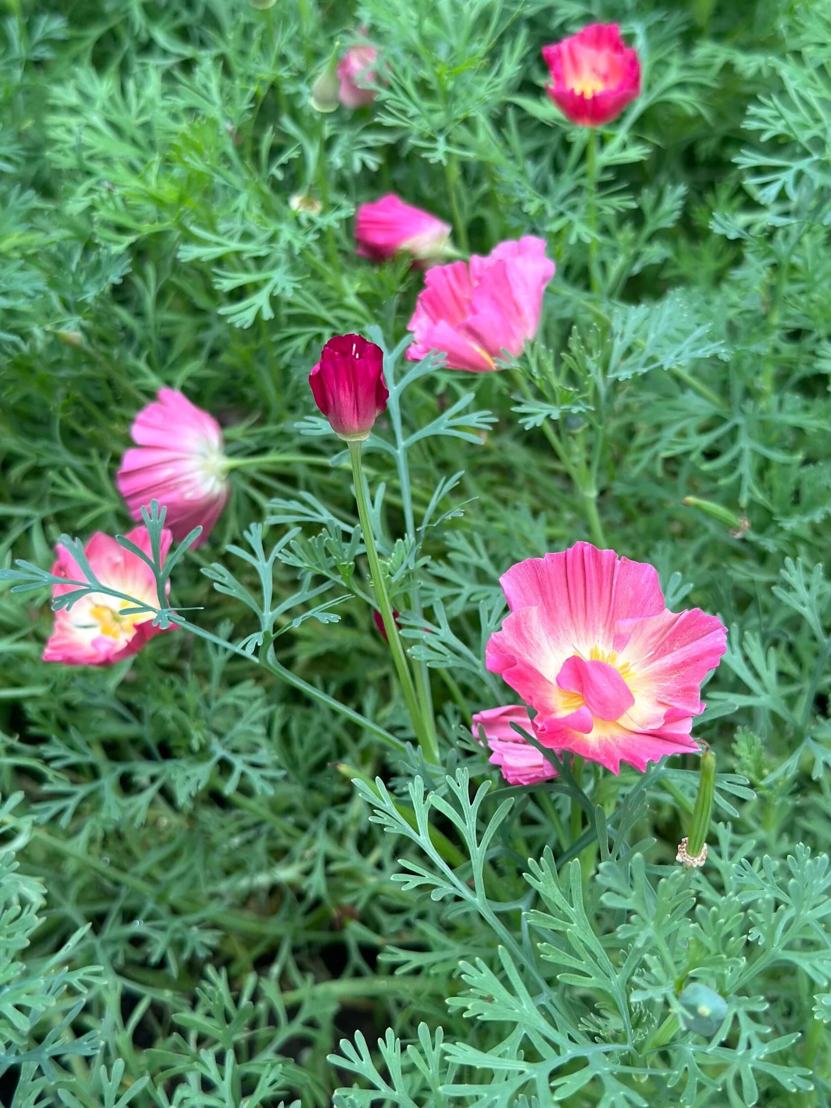 California Poppy Appleblossom pink (Eschscholzia)