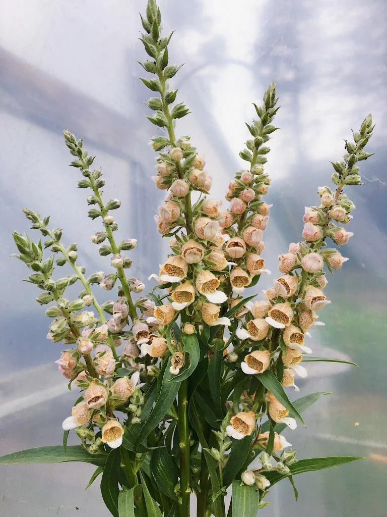 Digitalis Lanata Café Creme