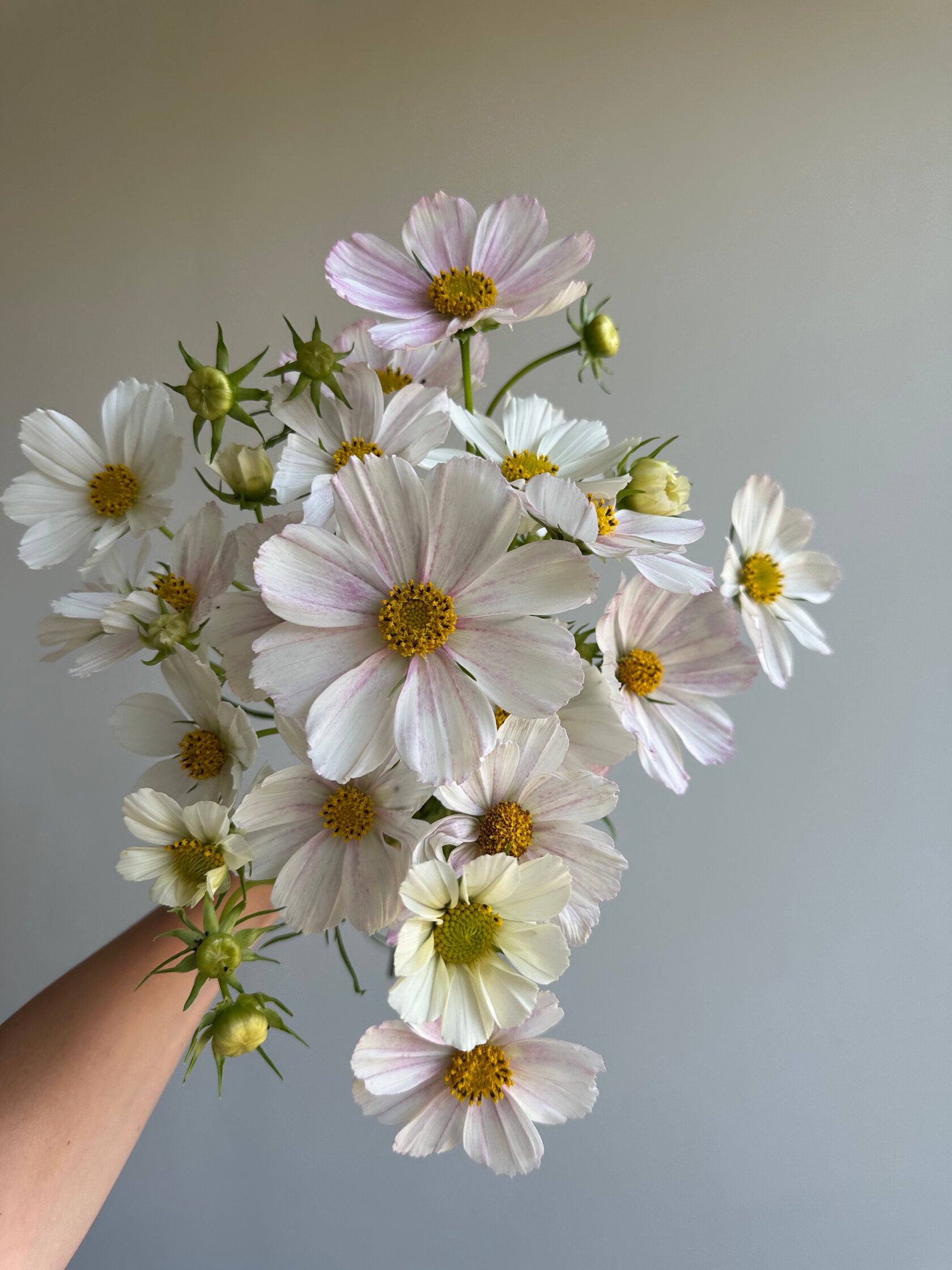 Cosmos Daydream