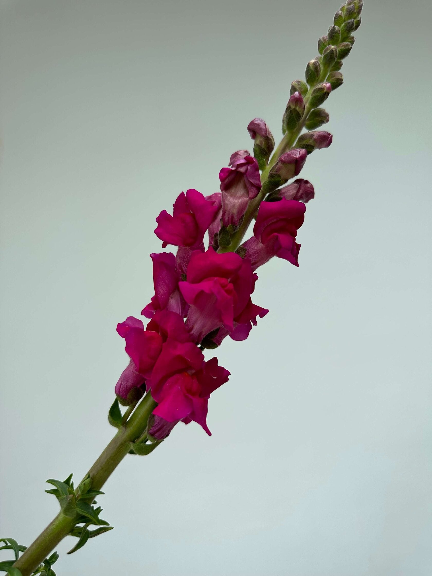Antirrhinum Costa Summer Purple