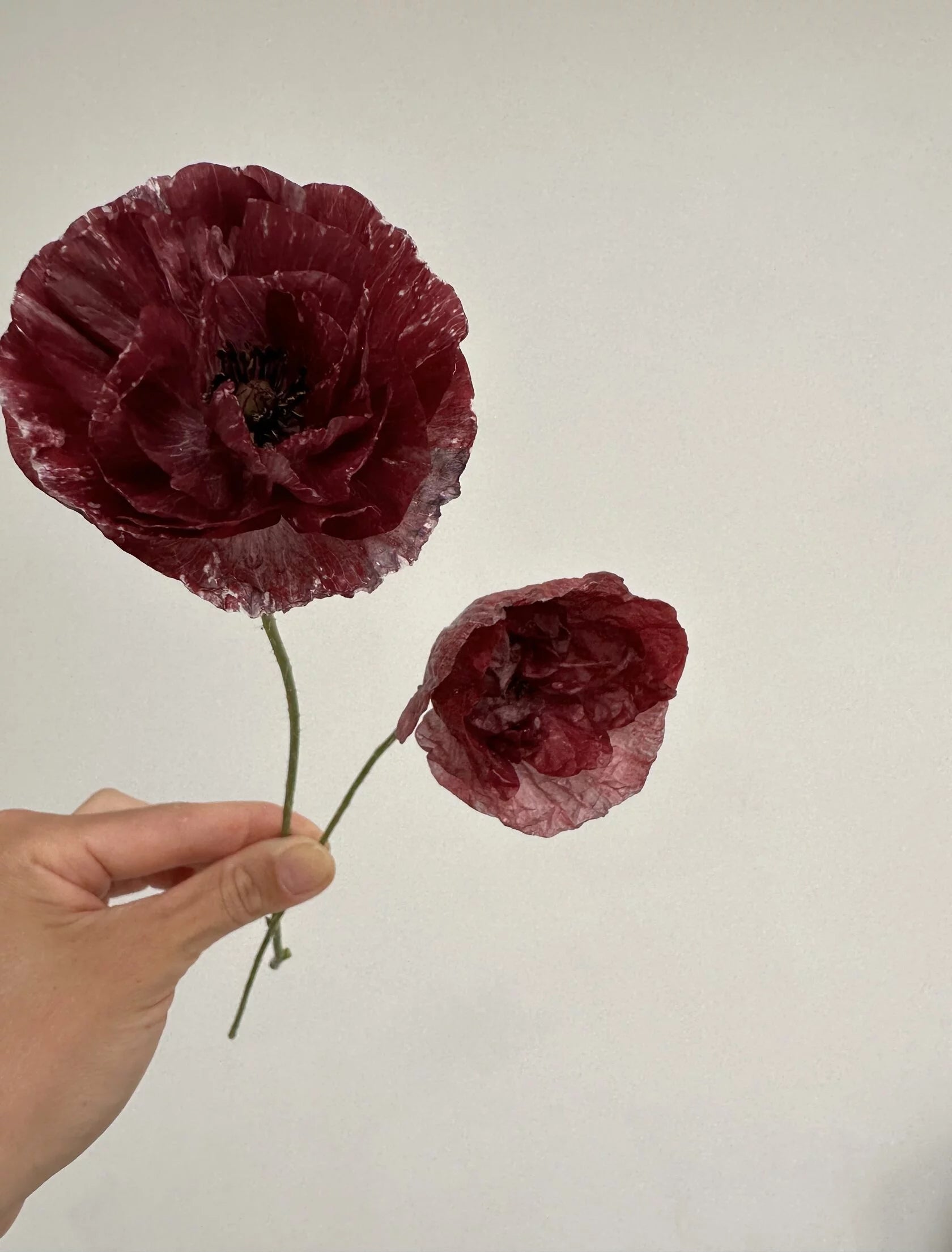 Shirley Poppy Pandora