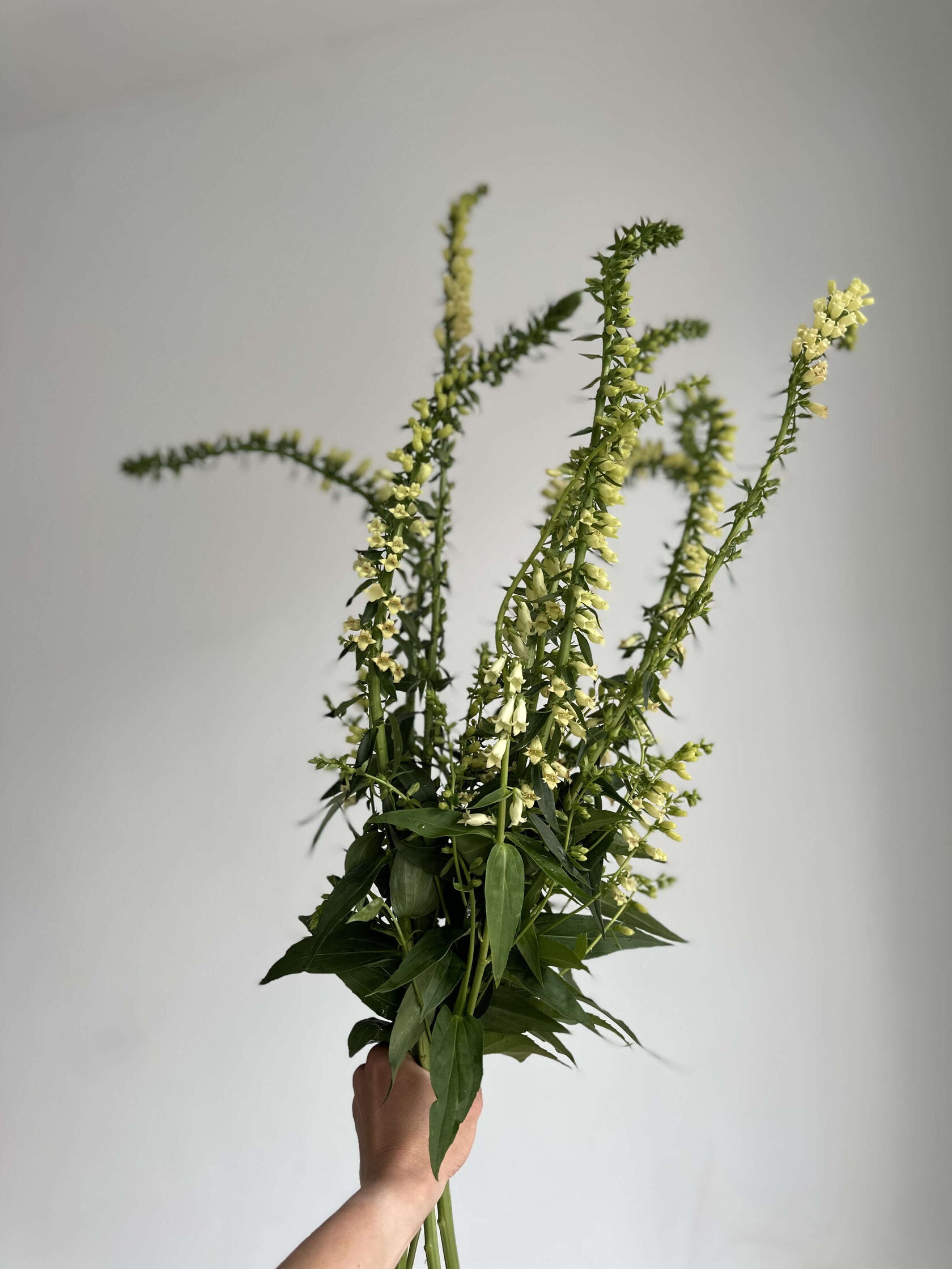 Digitalis Lutea