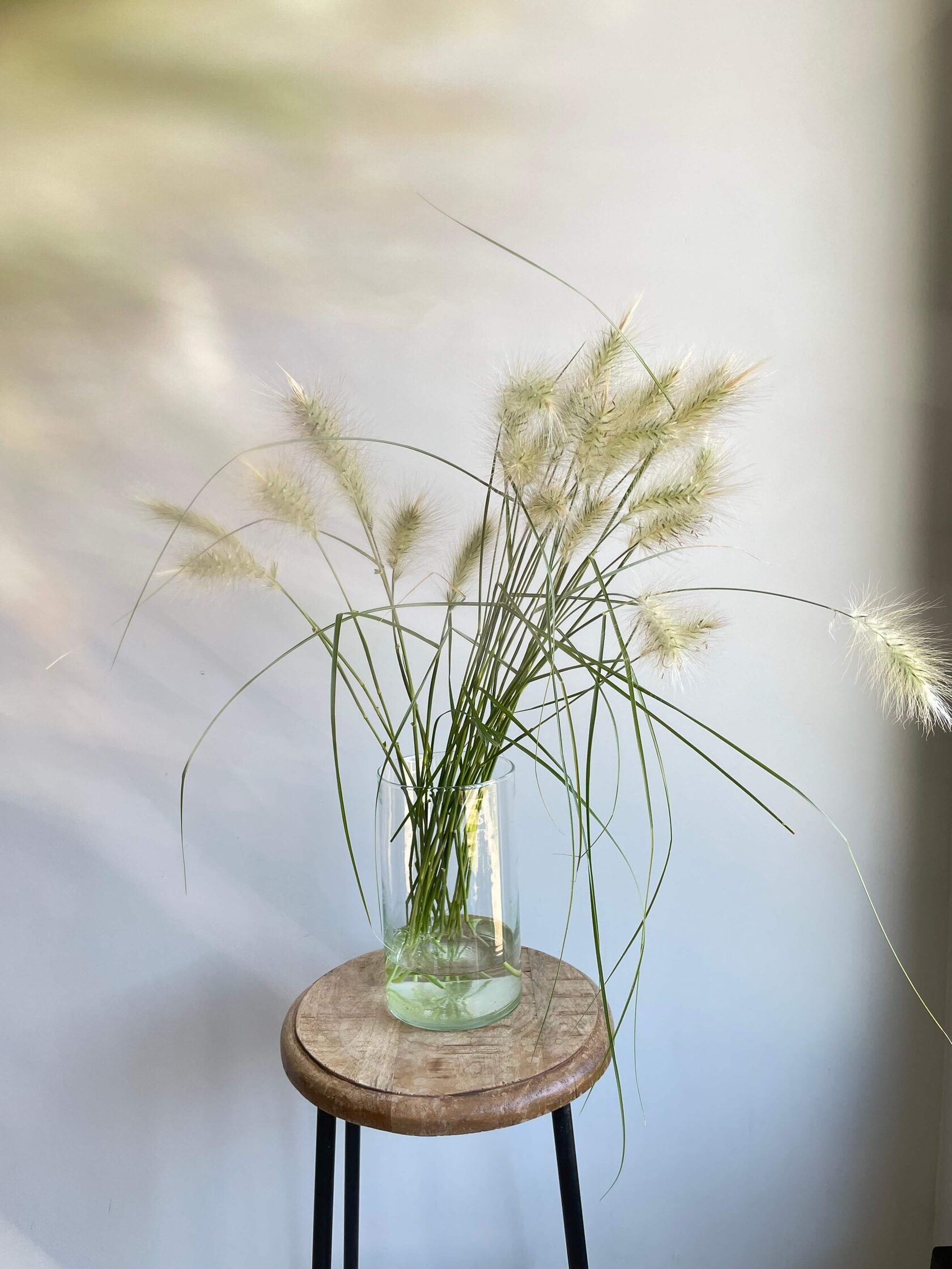 Pennisetum villosum Feathertop