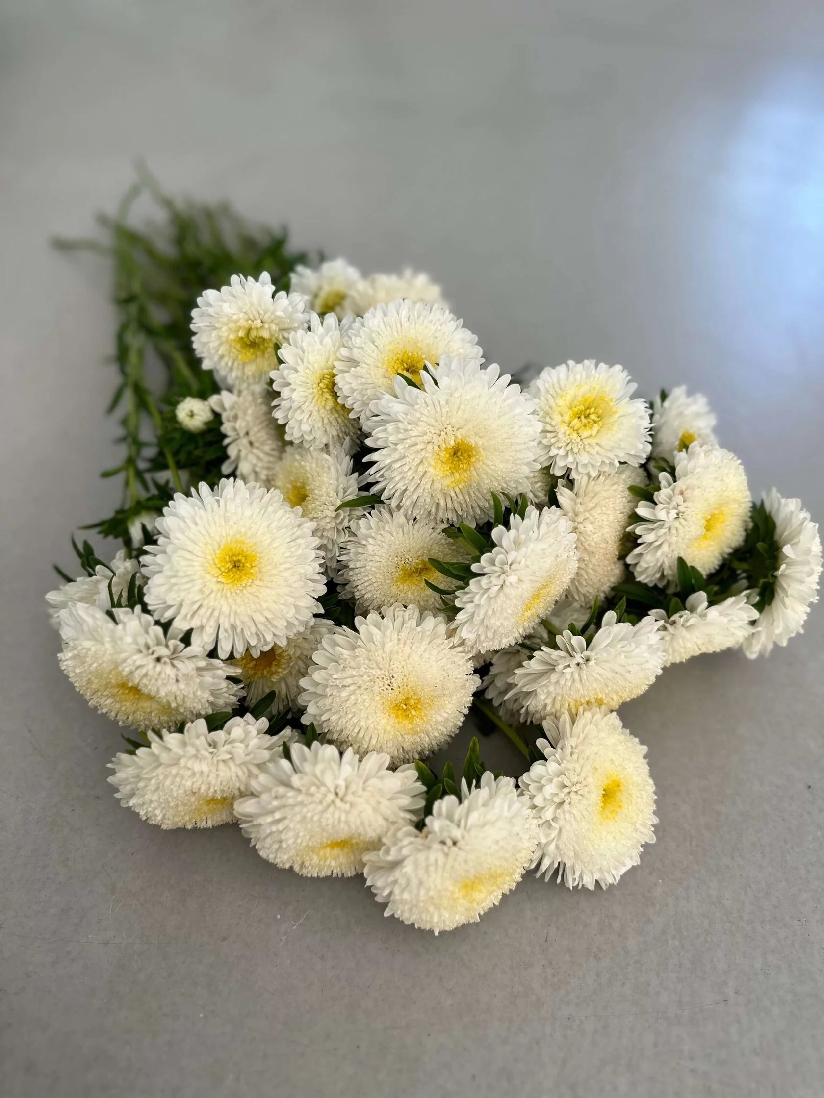Aster Creamy White