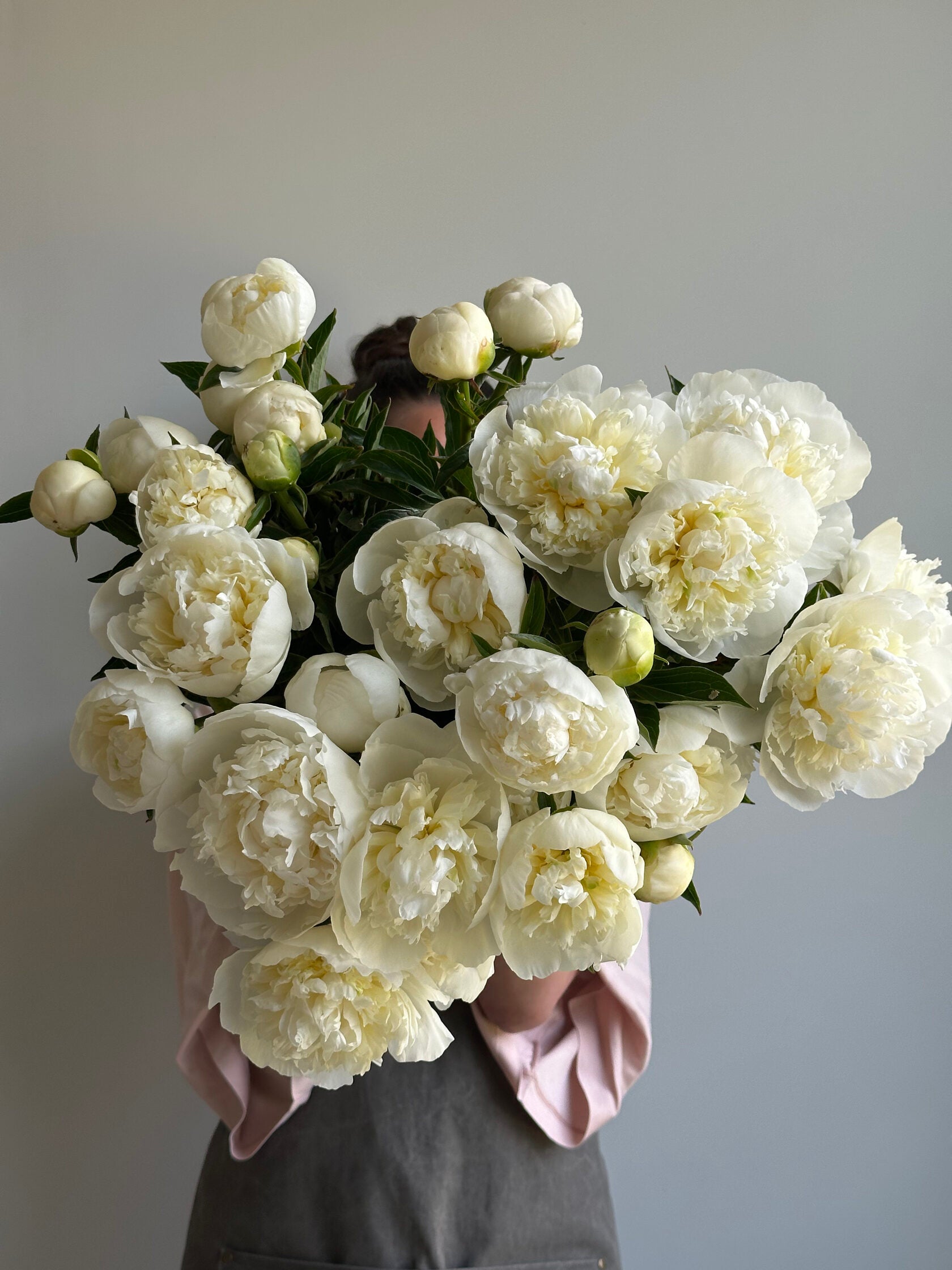 Peony Duchesse de Nemours