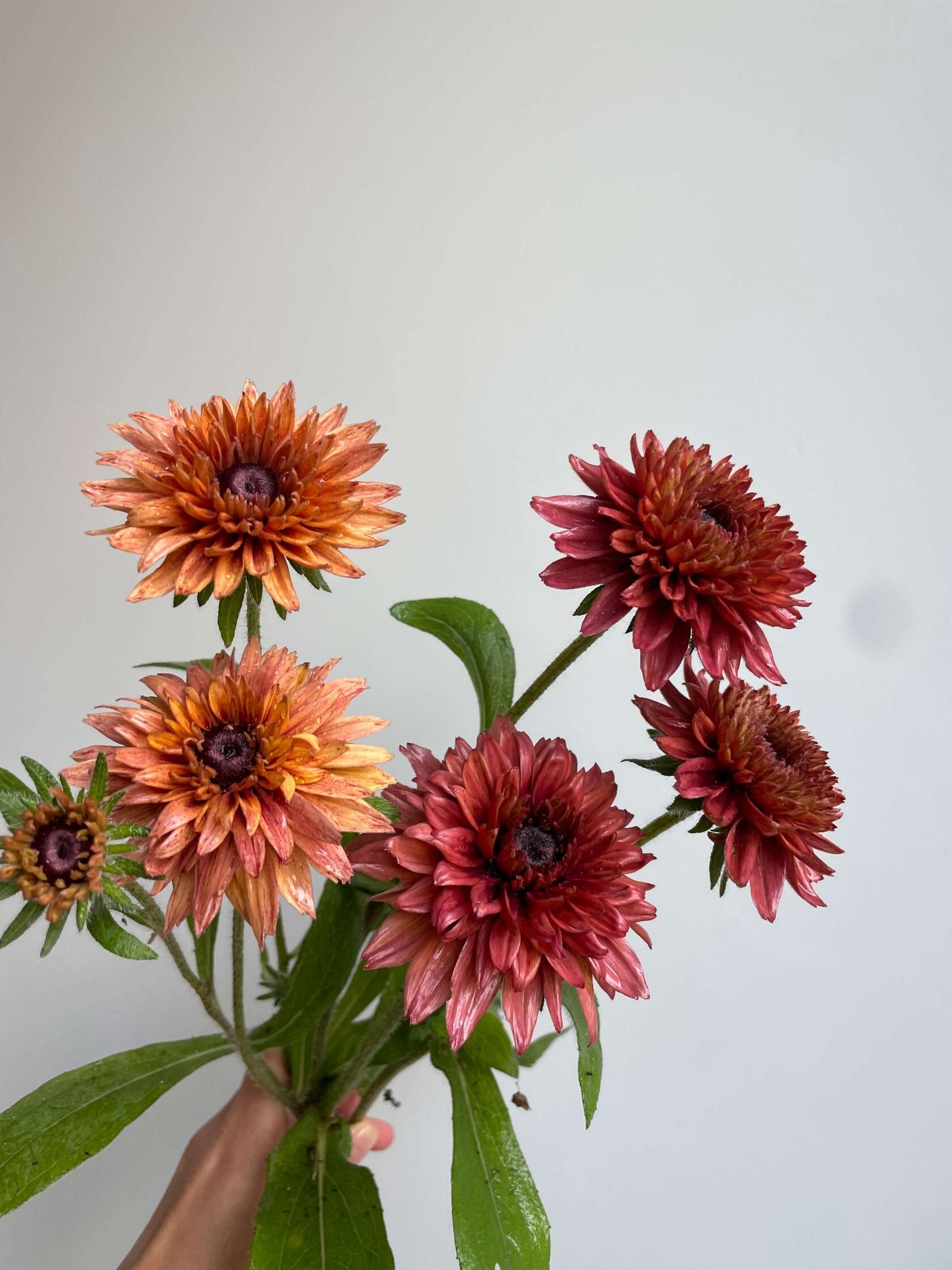 Rudbeckia Sahara