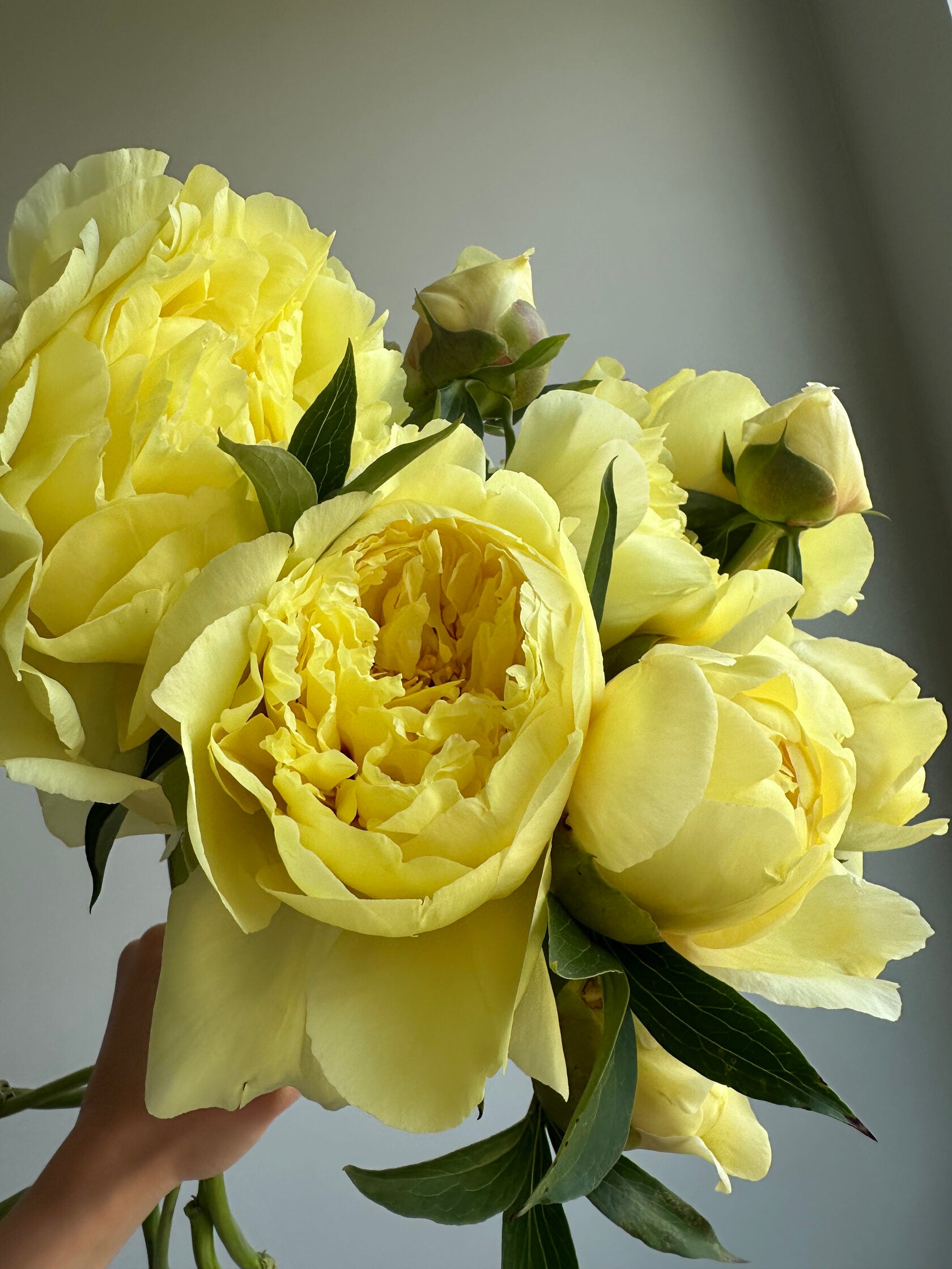Peony Bartzella