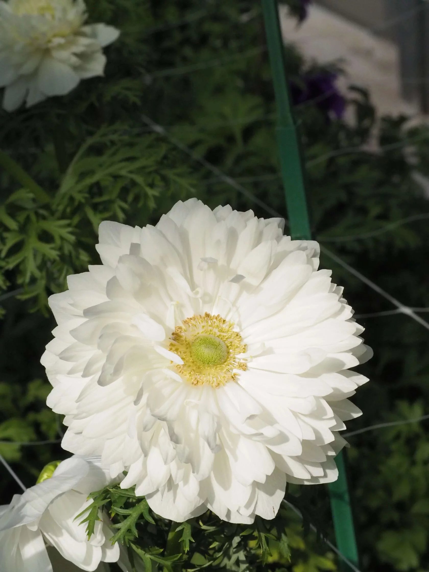 Anemone Levante Bianco