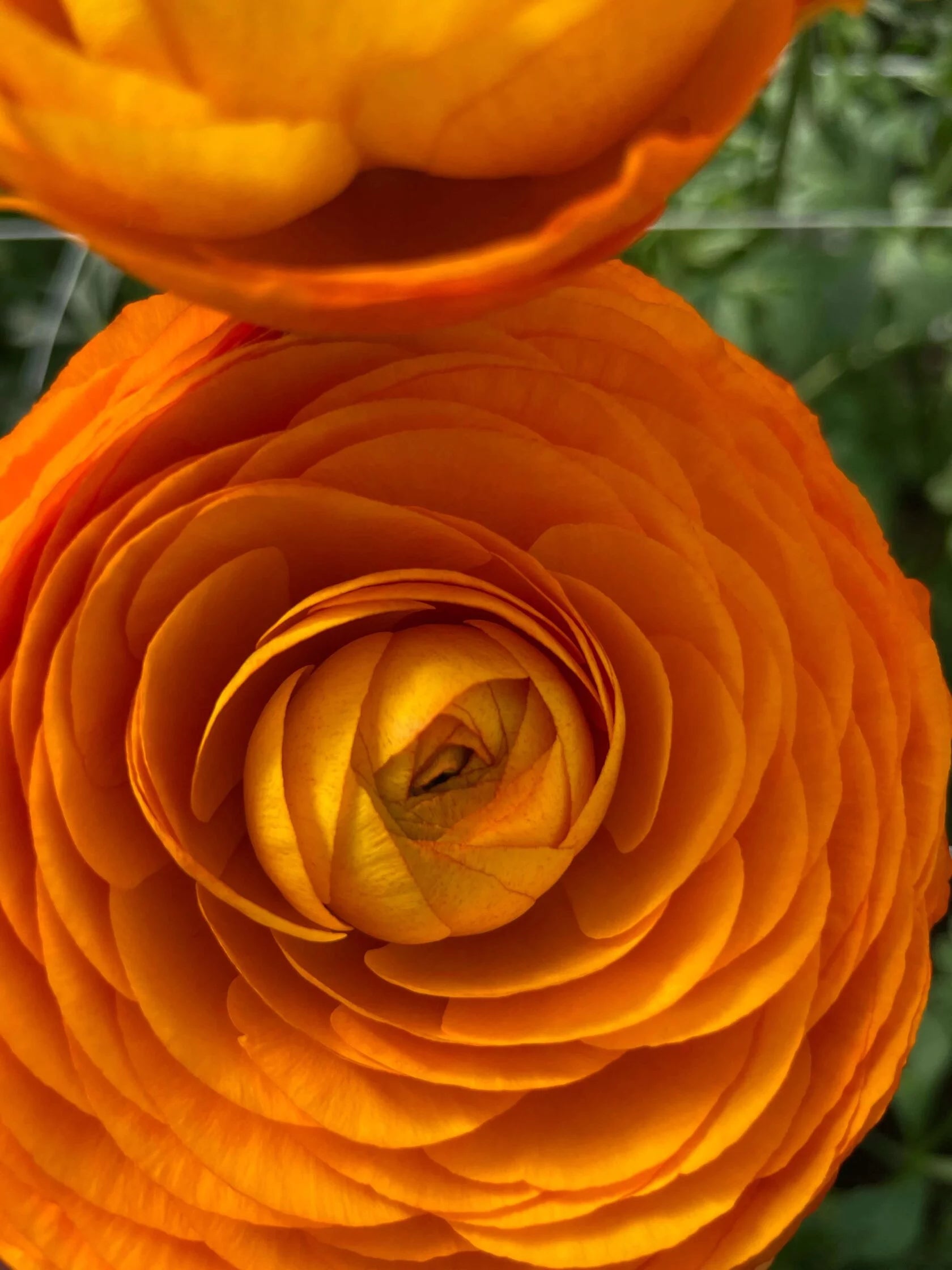 Ranunculus Clementine