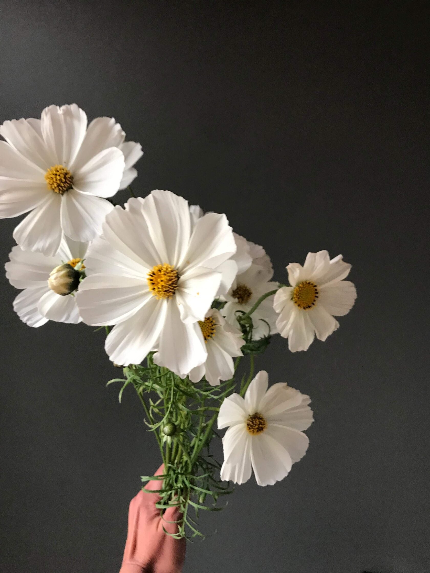 Cosmos Afternoon white